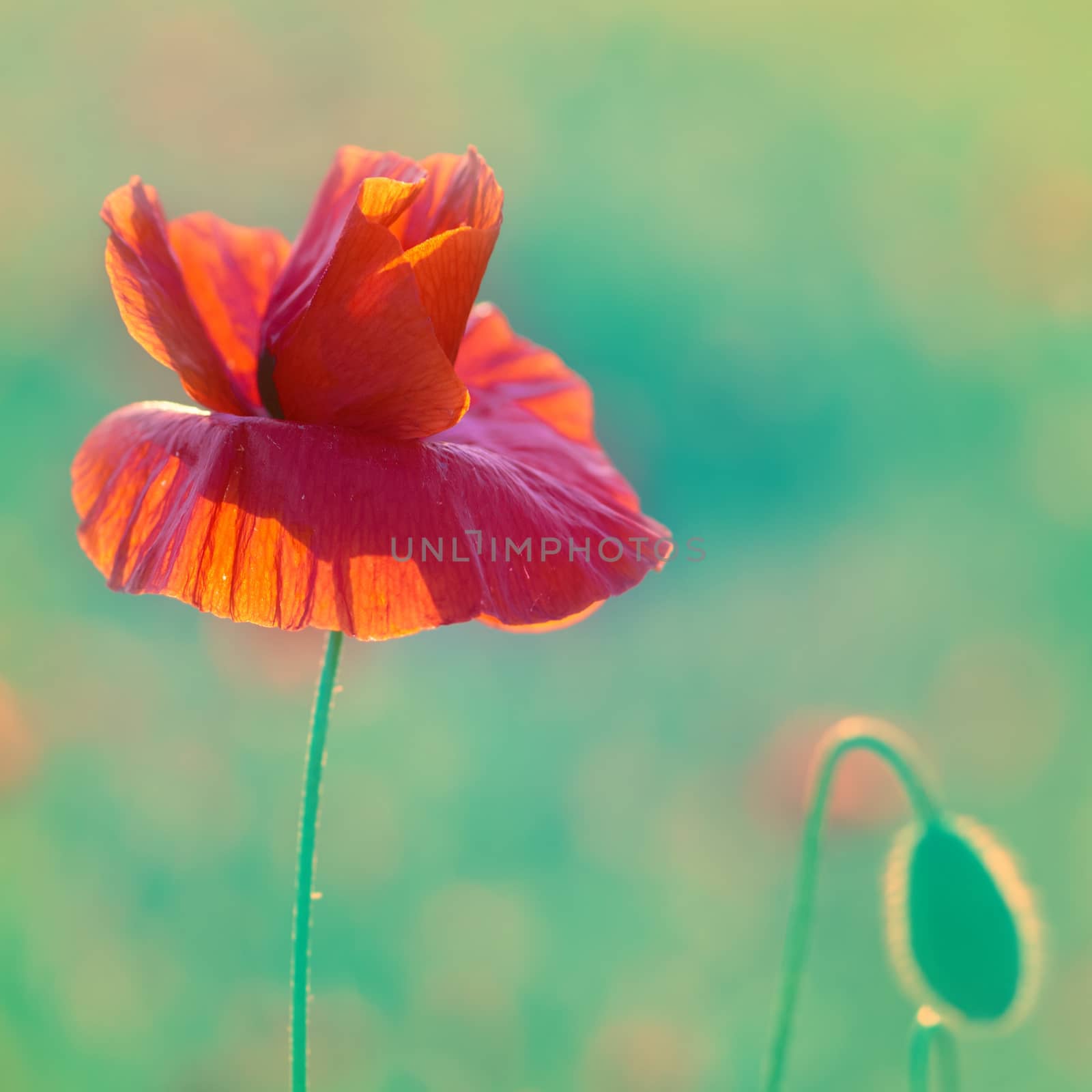 Poppies on the field by vapi