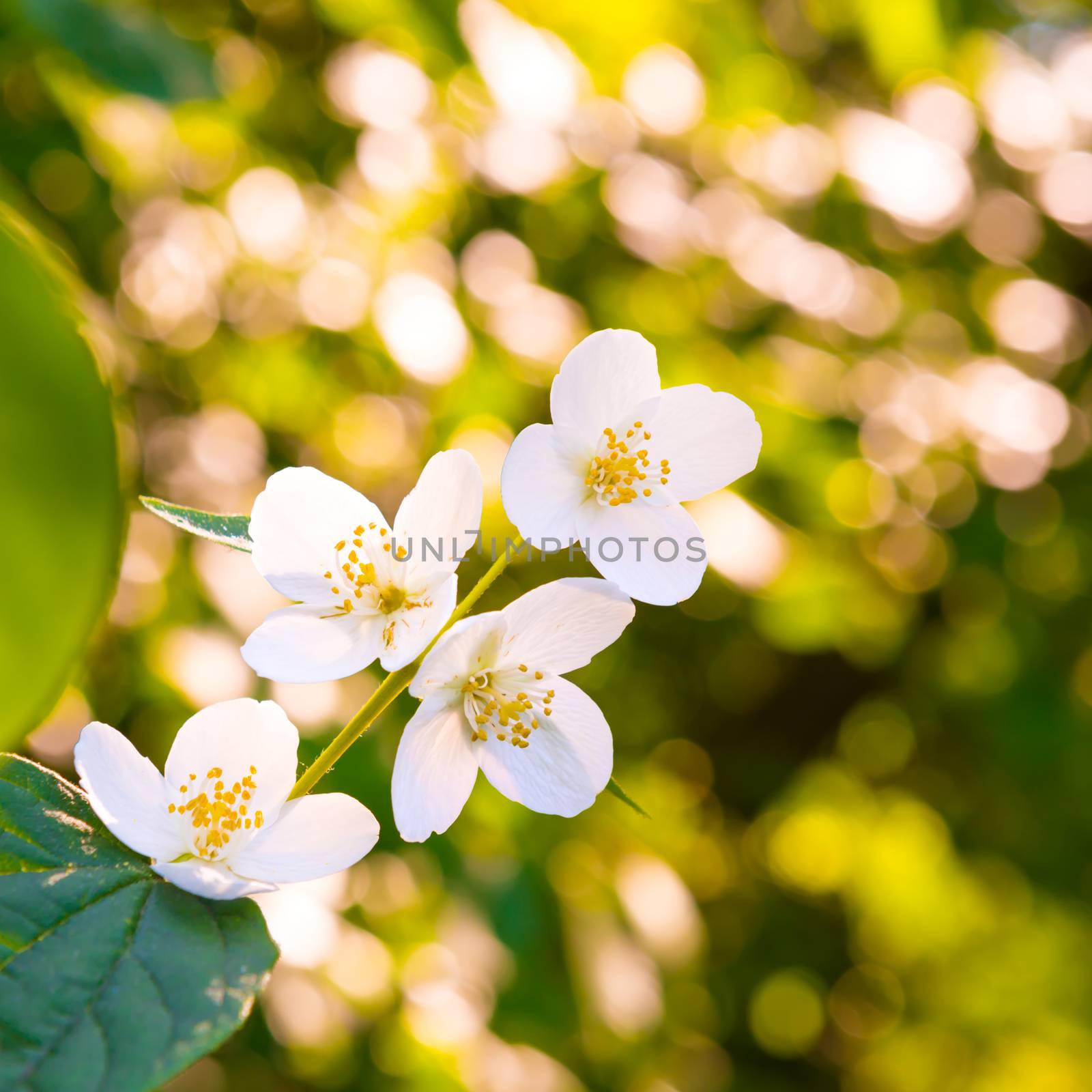 White jasmine flowers with green leaves over bright shining sun