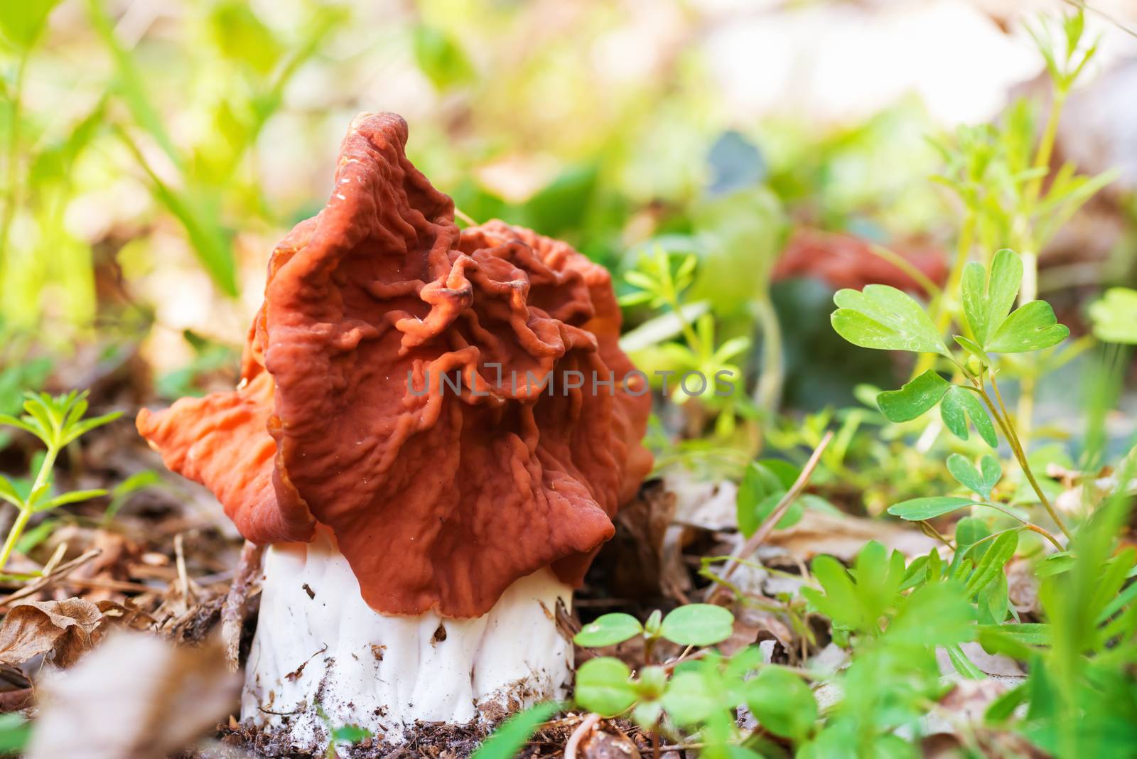 Mushroom (Gyromitra esculenta) in the forest. Macro shot