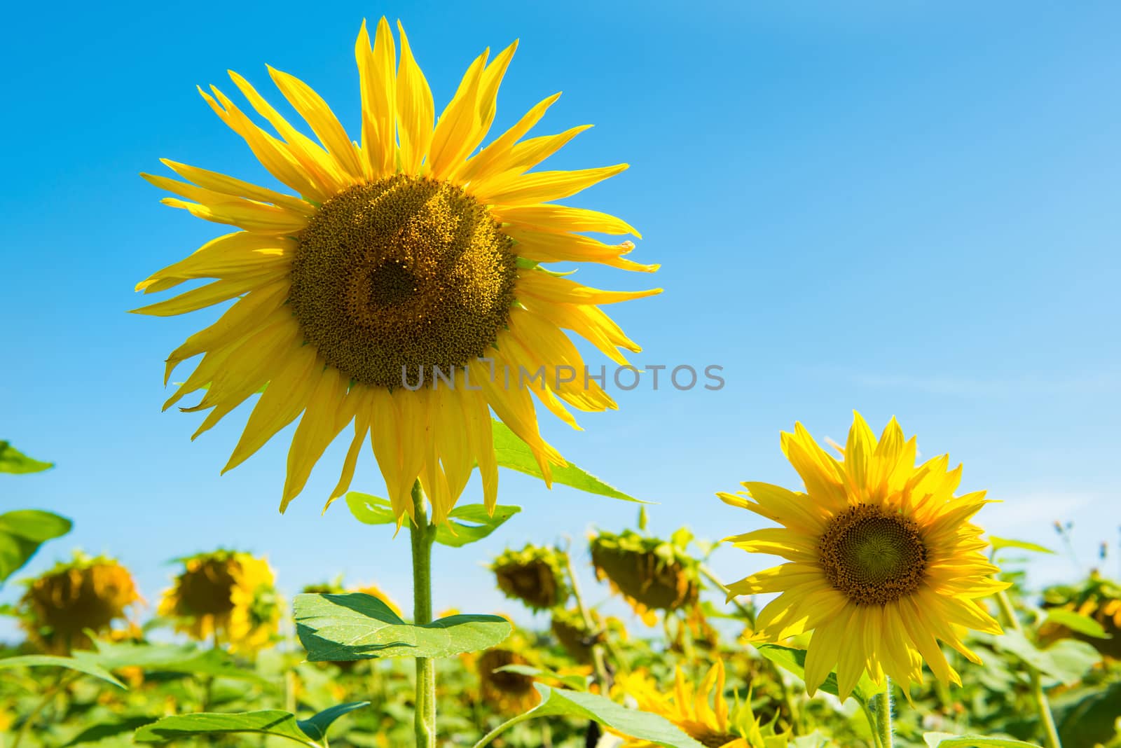 Field of yellow sunflowers by vapi