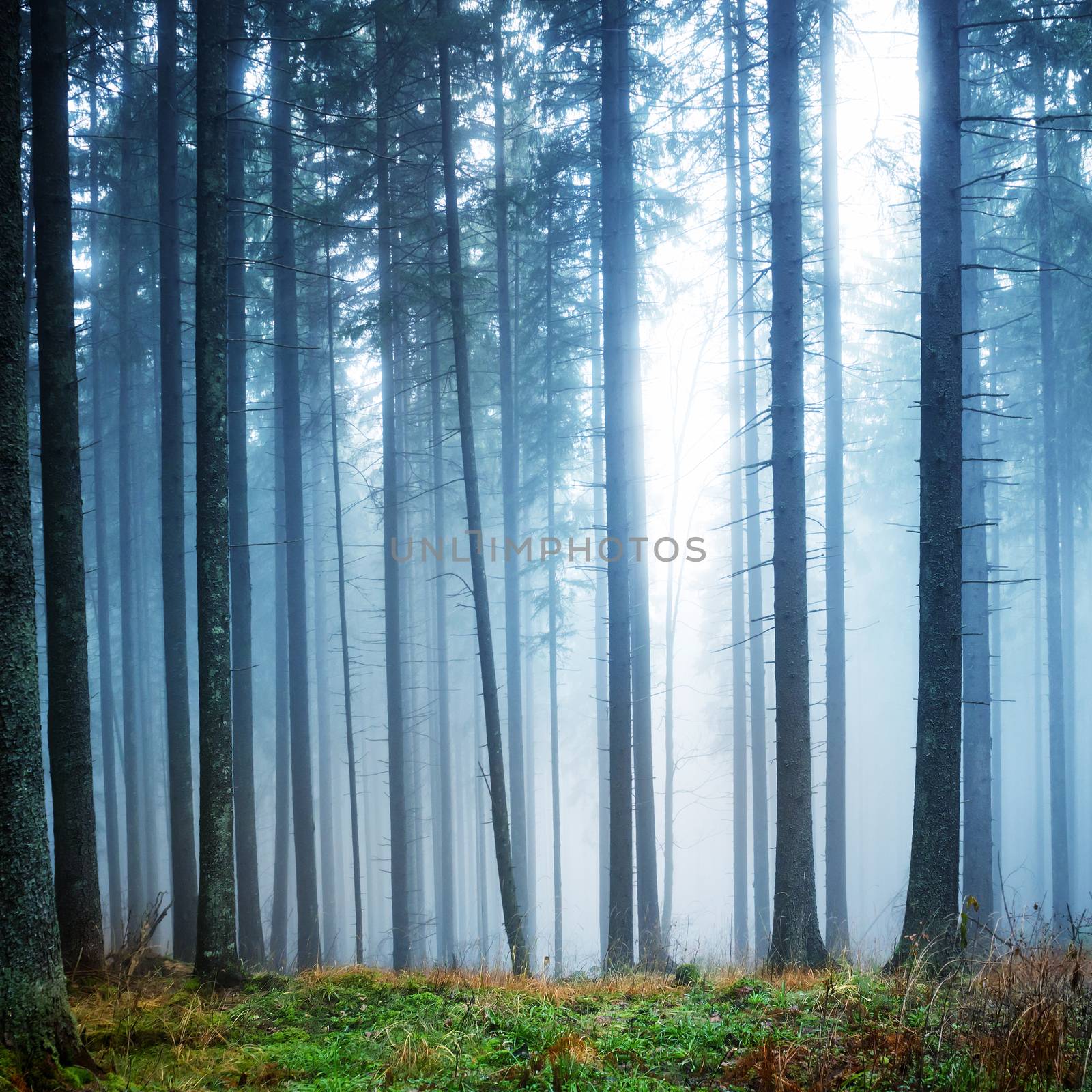 Mysterious fog in the green forest by vapi