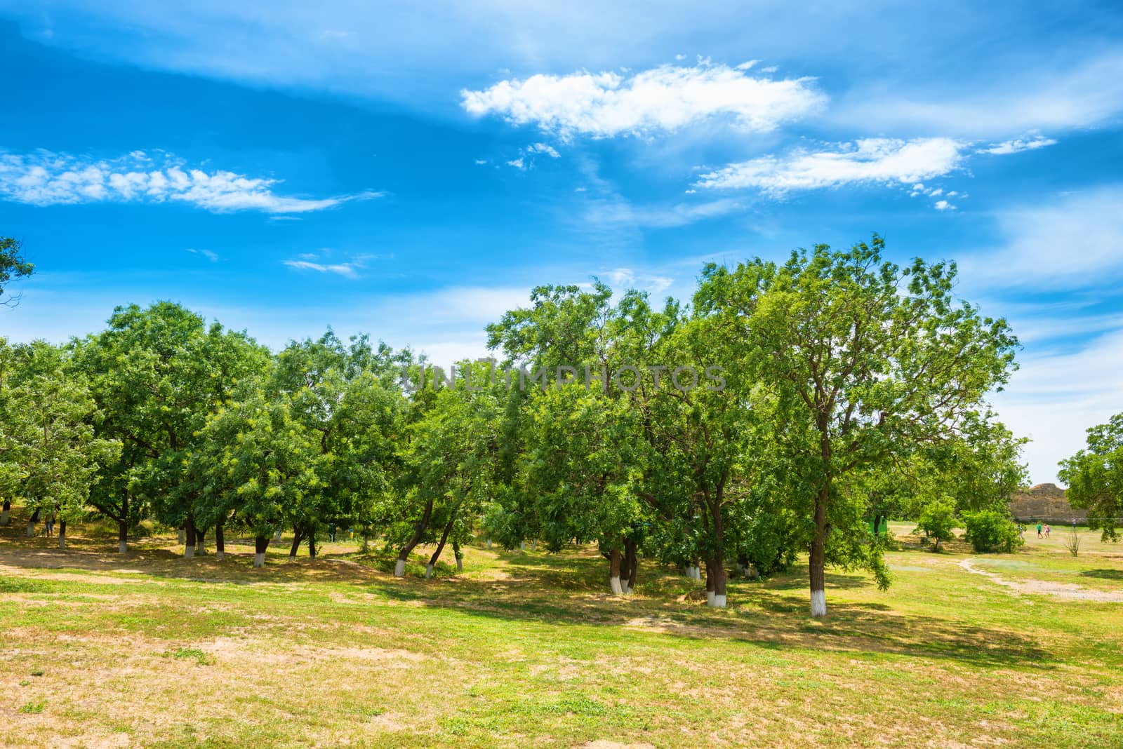 Green park with trees and blue sky by vapi