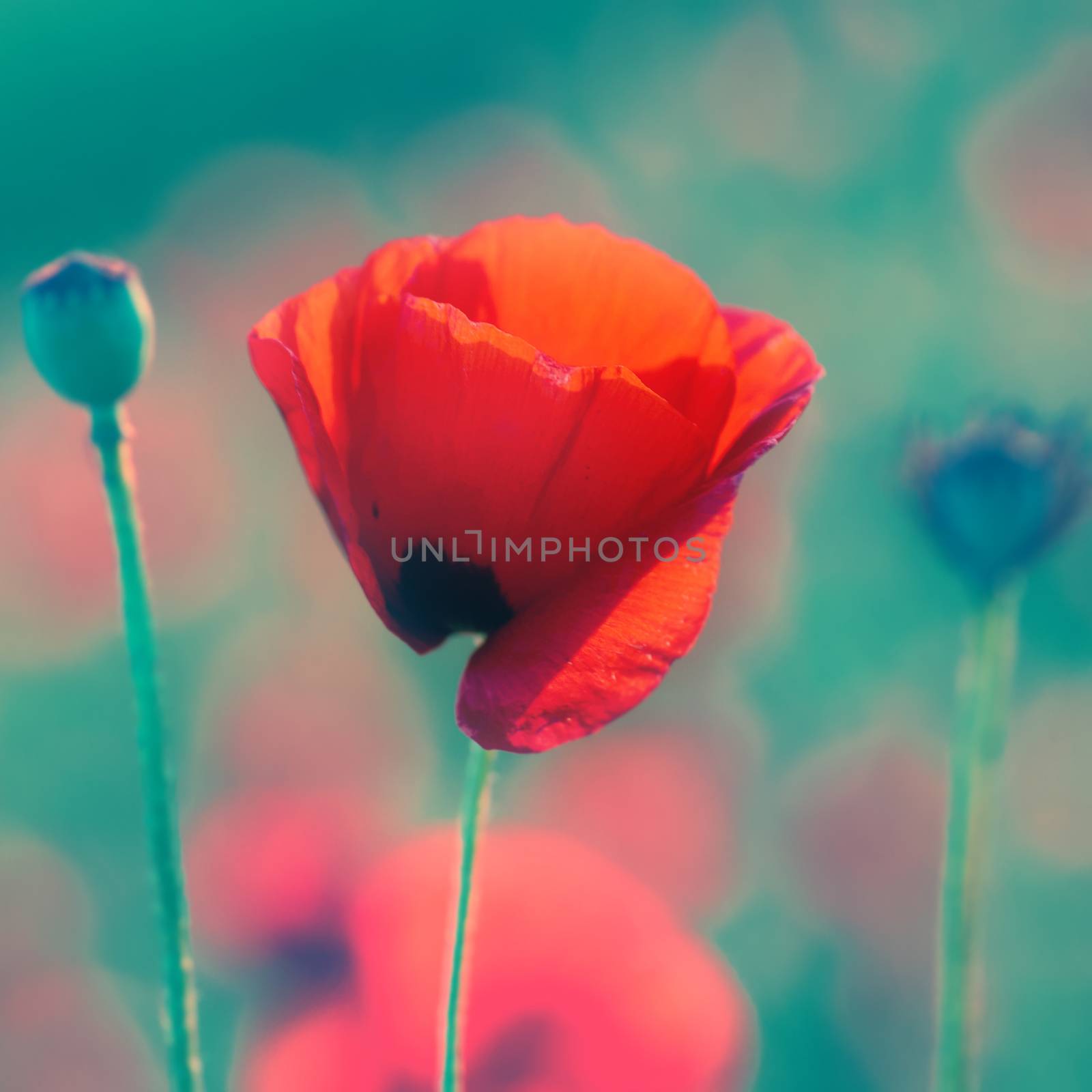 Red poppy on the meadow at sunset with soft bokeh background