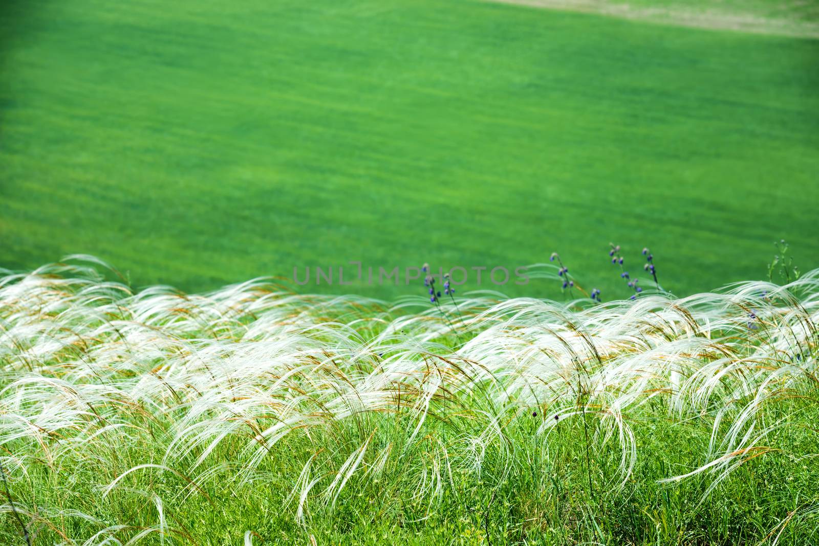 Field of feather grass over green field background