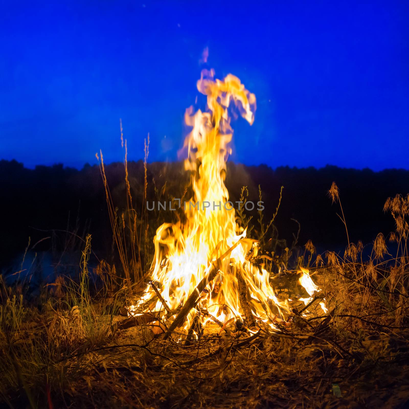 Big campfire at night in the forest under dark blue night sky with many stars