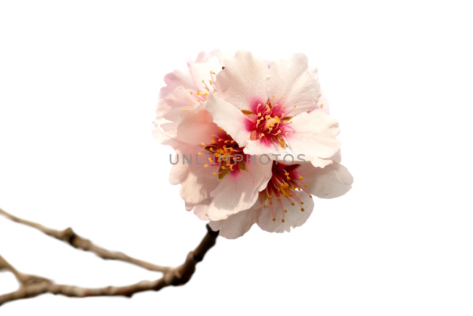 Almond tree pink flowers on branch isolated on white background