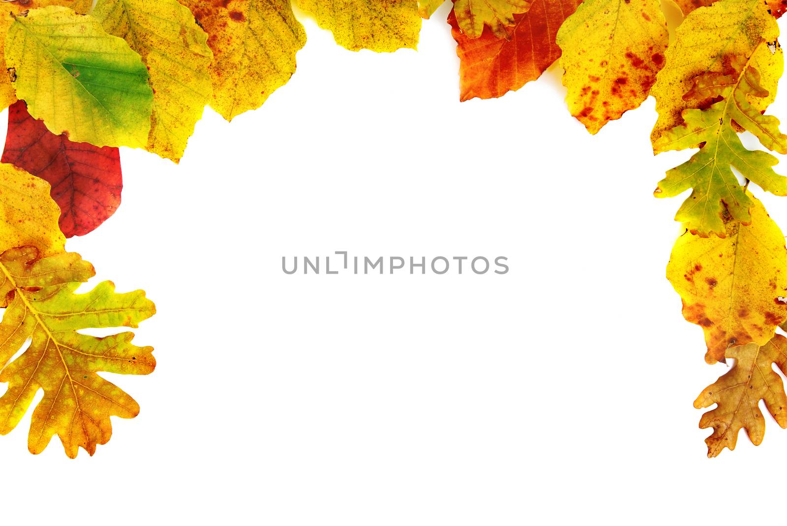 Autumn leaves by vapi