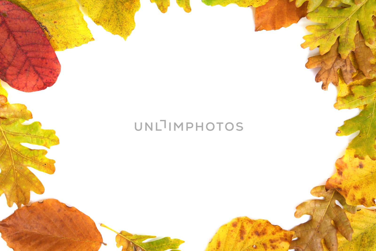 Frame from the autumn leaves isolated on white background