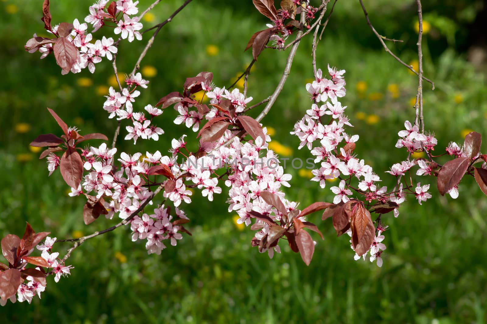 Blood Plum (Prunus cerasifera) pink spring flowers.