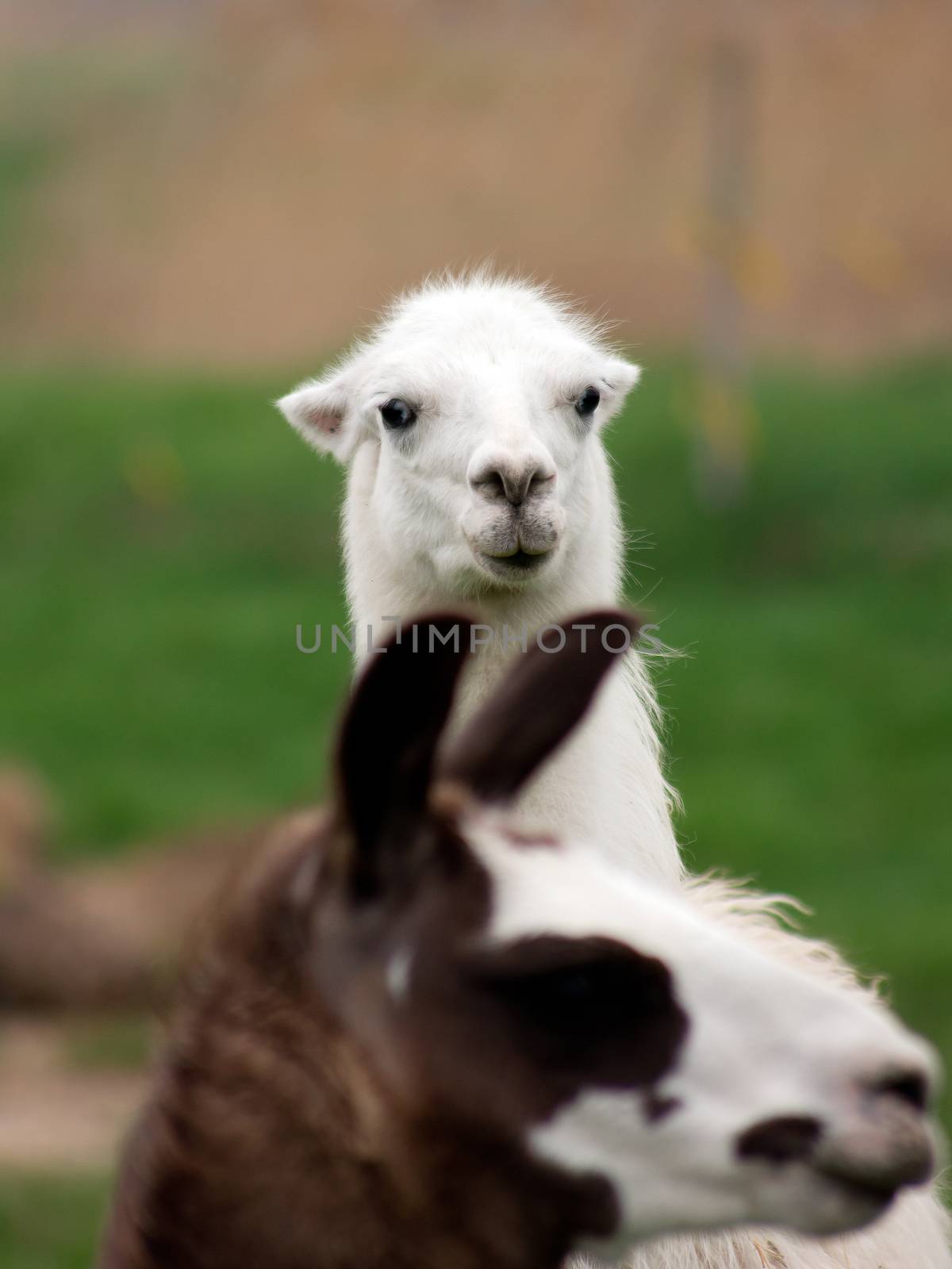 Llama (Lama glama) by dadalia