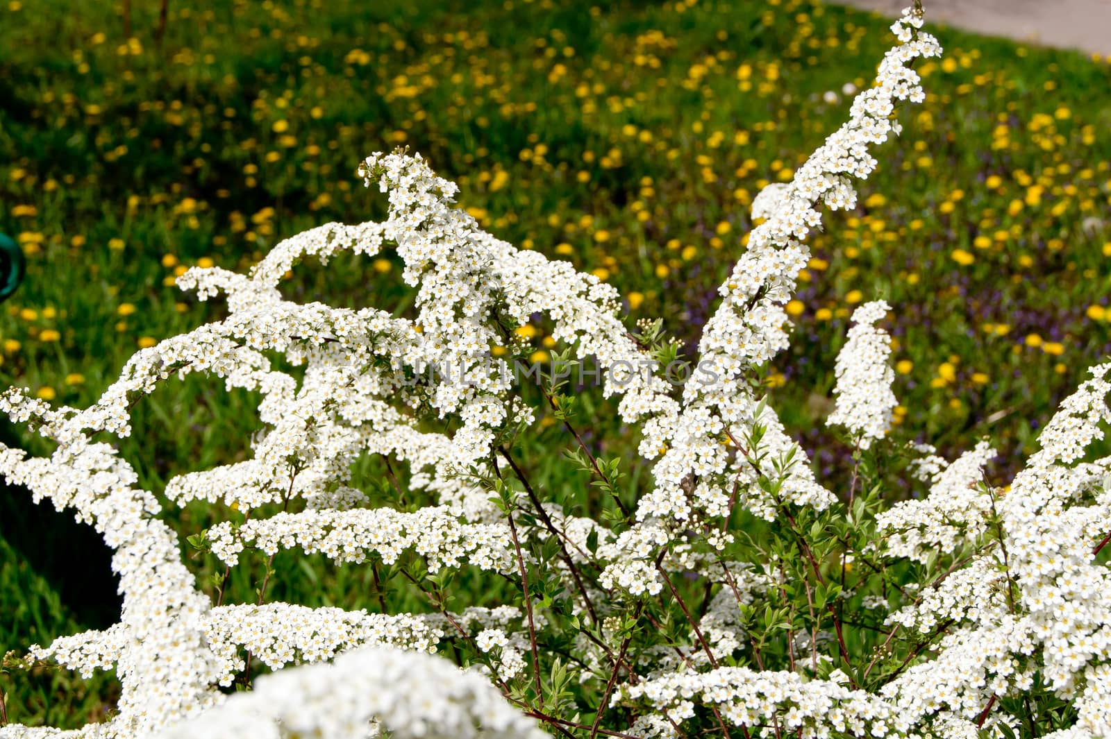 Spirea (Spiraea nipponica) by dadalia