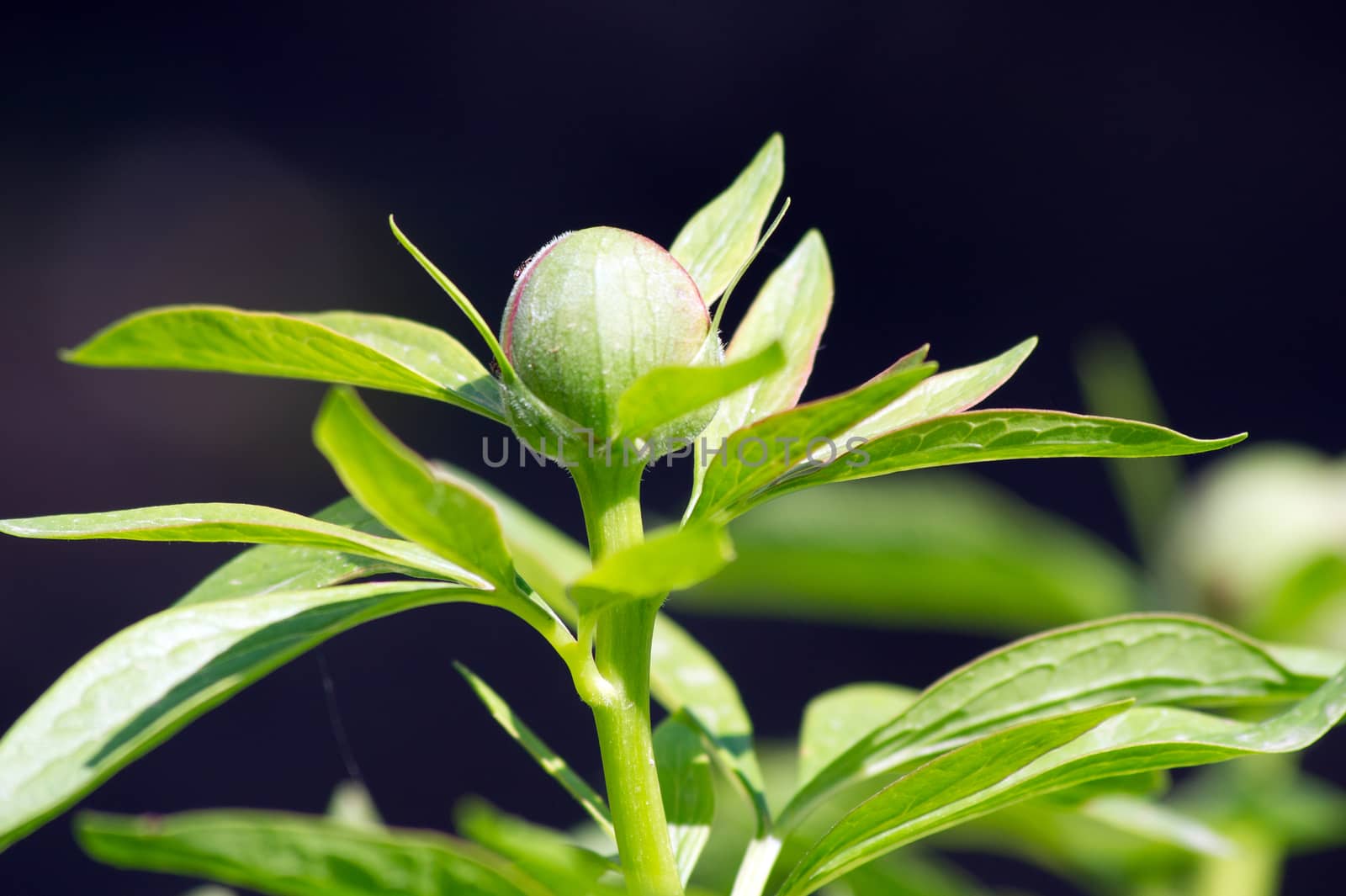 Before the peony (Paeonia) flower buds opening.
