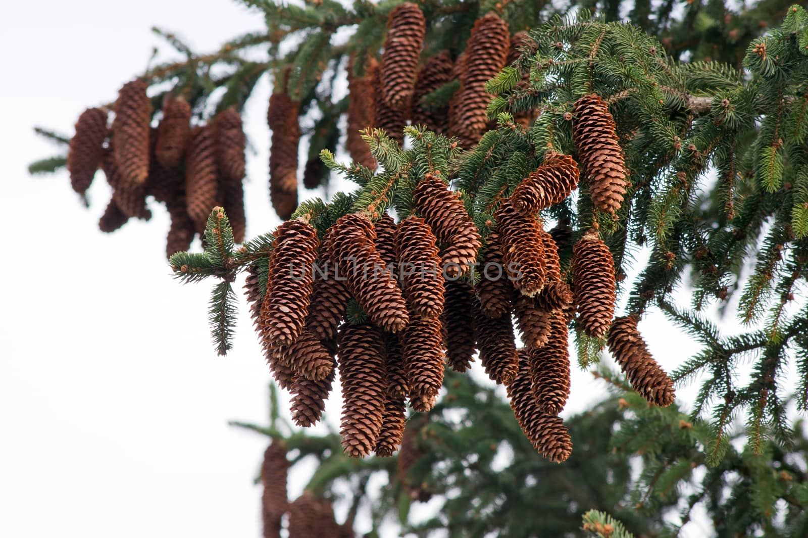 Many pine cones, pine trees in the room.