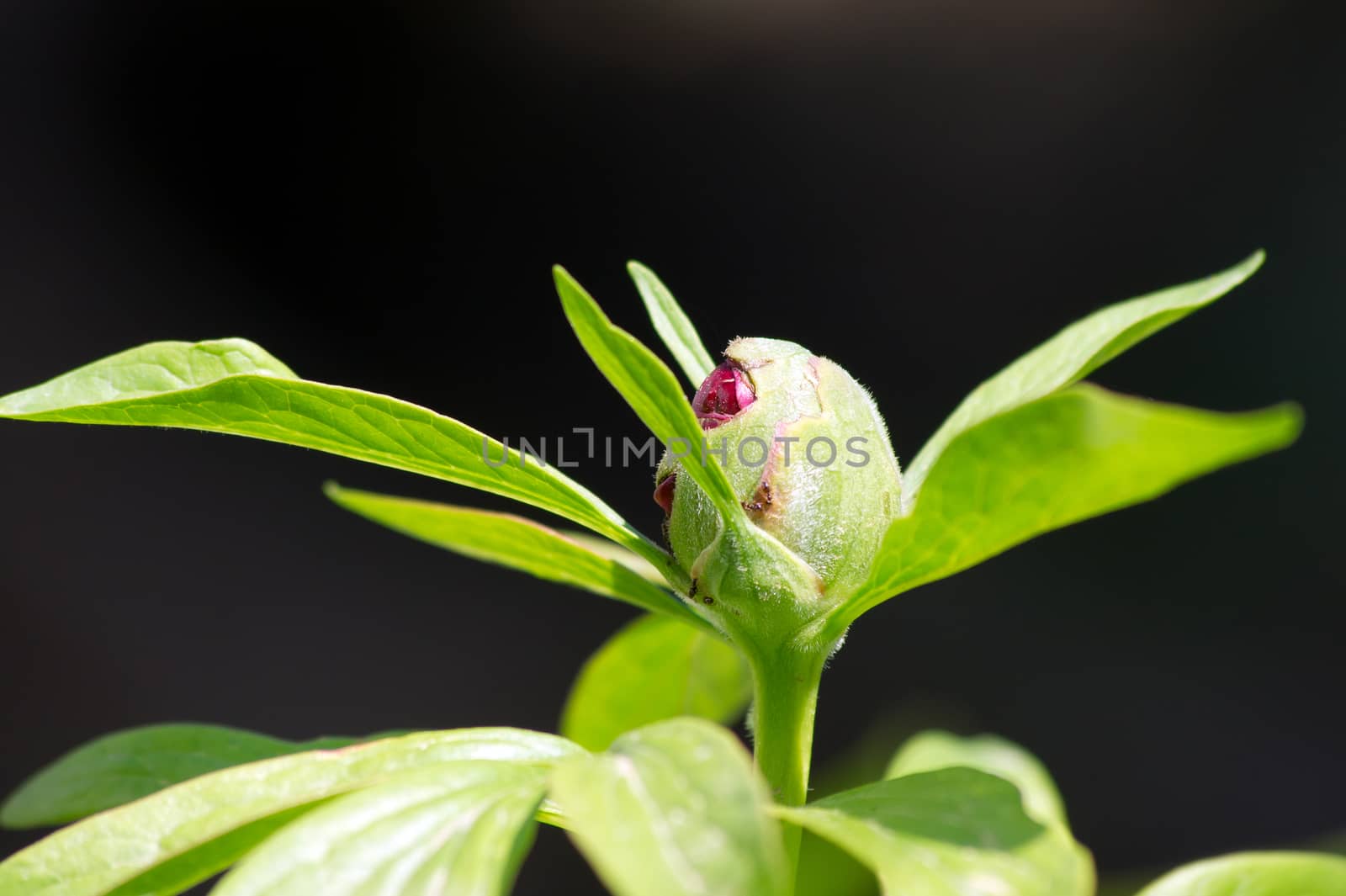 Before the peony (Paeonia) flower buds opening.