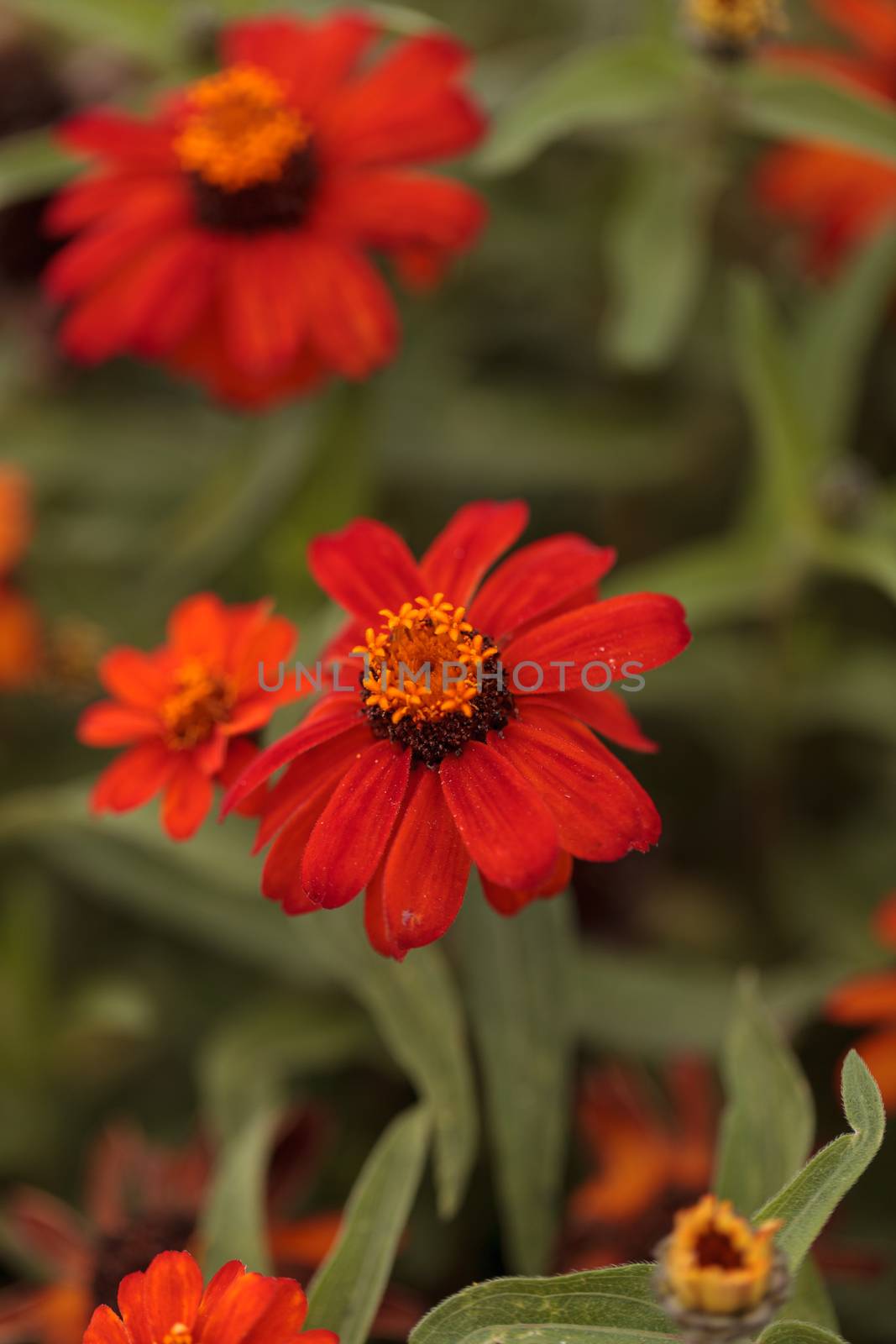 Red orange cosmos daisy blooms in a botanical garden in Laguna Beach, Southern California, United States