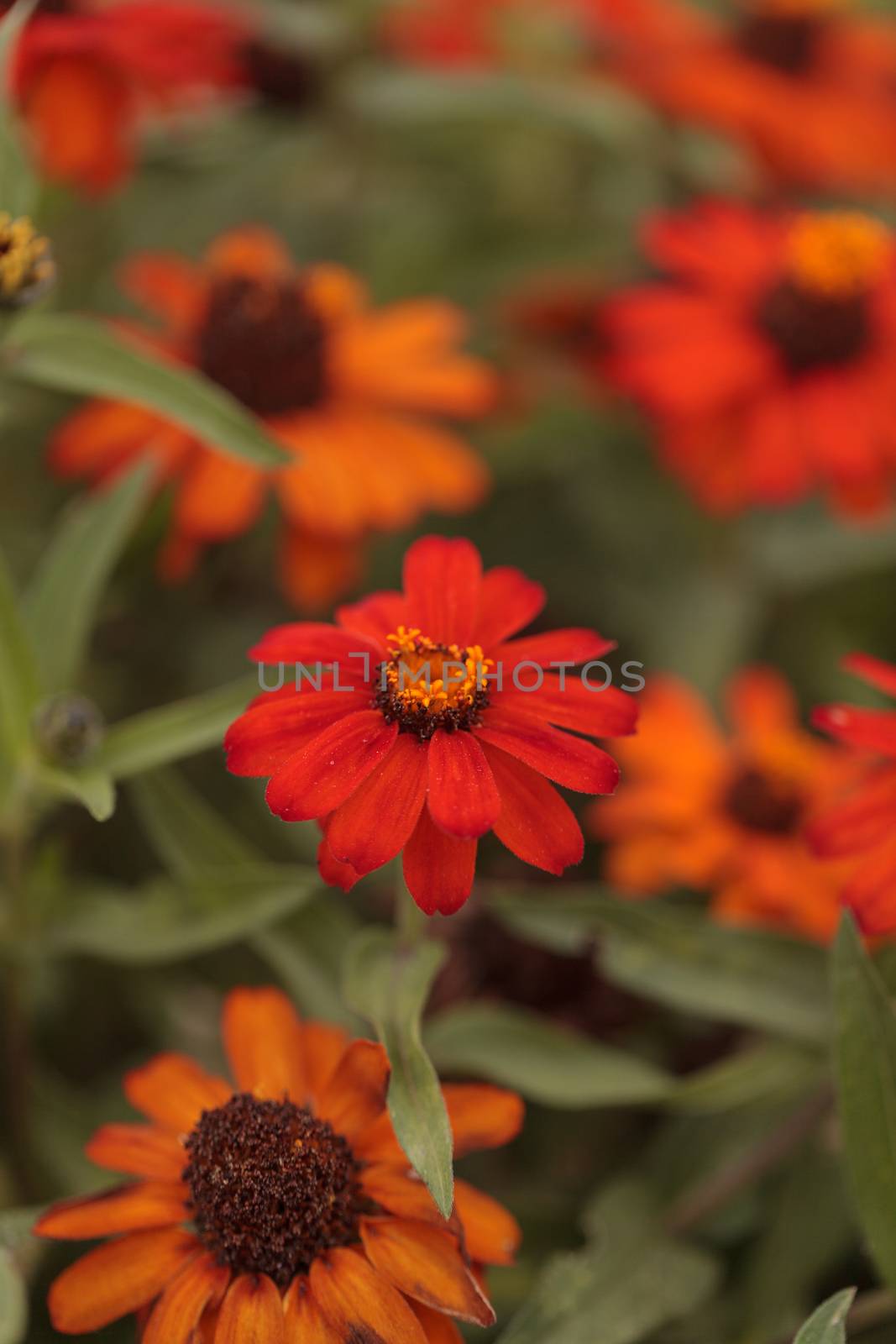 Red orange cosmos daisy blooms in a botanical garden in Laguna Beach, Southern California, United States