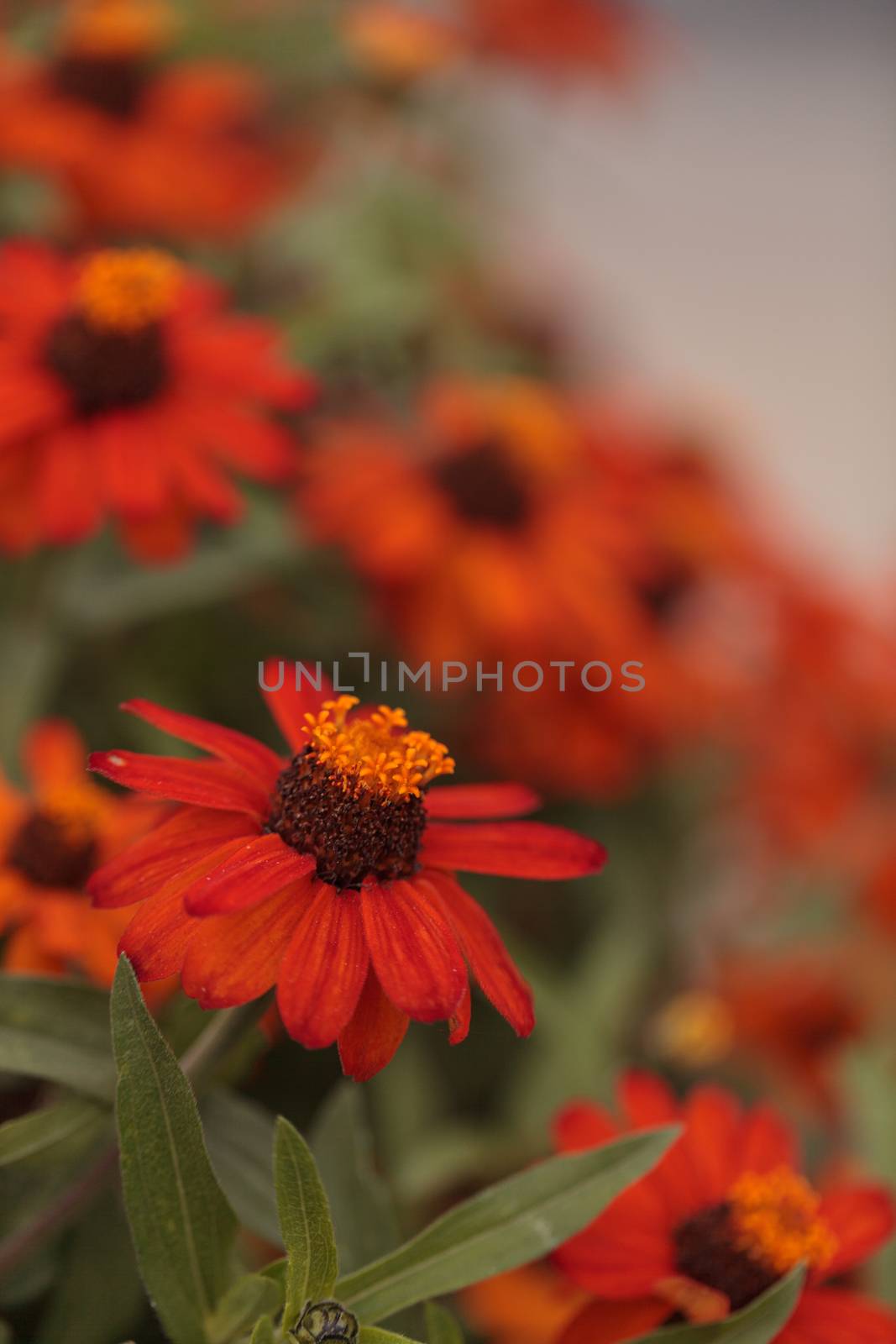 Red orange cosmos daisy blooms in a botanical garden in Laguna Beach, Southern California, United States