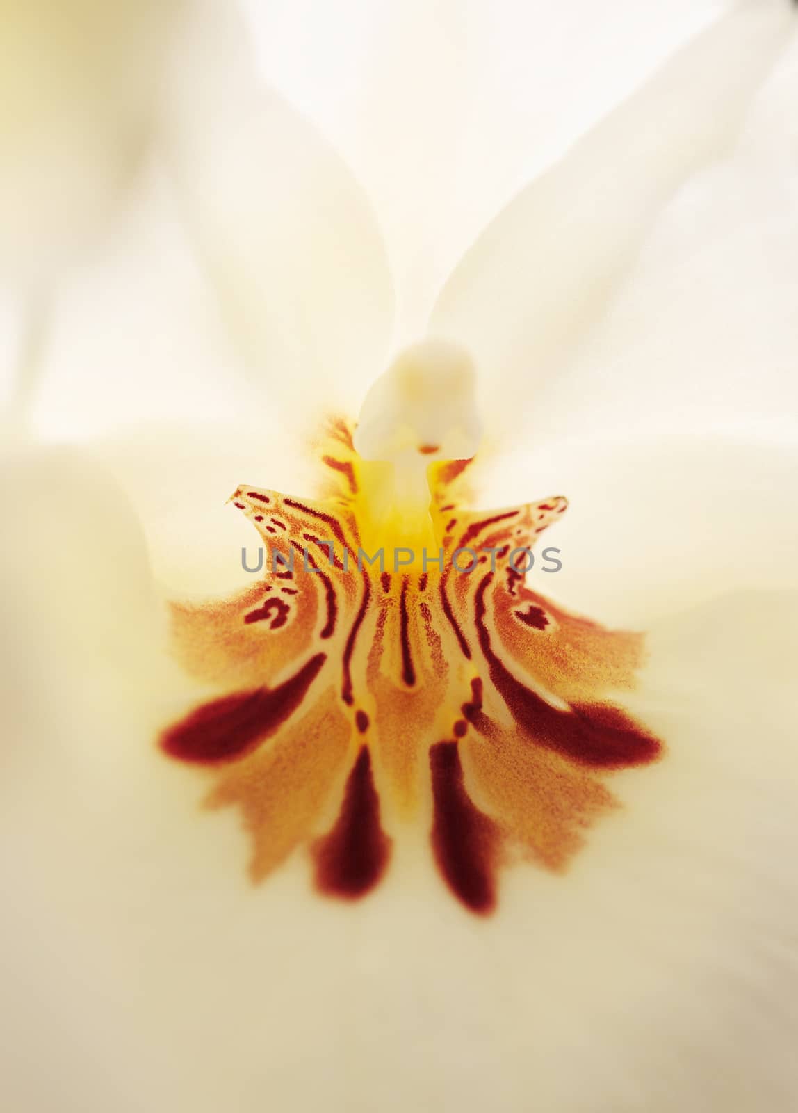 Macro of the deep red pattern on a white pansy orchid Miltoniopsis background in spring.