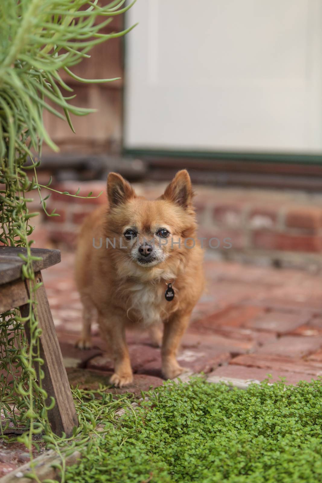 Pomeranian and Chihuahua mix dog explores the garden in Laguna Beach, California.