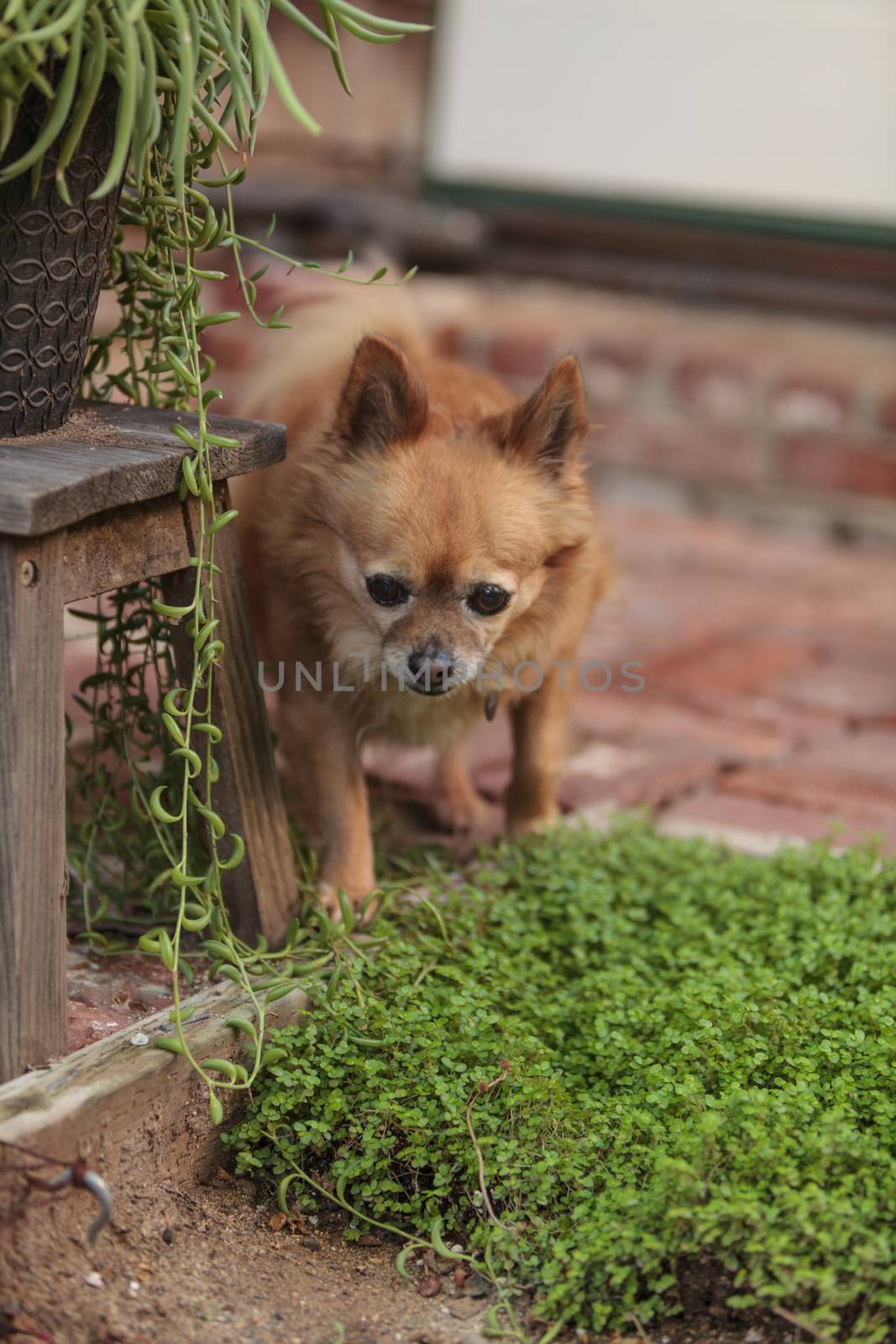 Pomeranian and Chihuahua mix dog explores the garden in Laguna Beach, California.