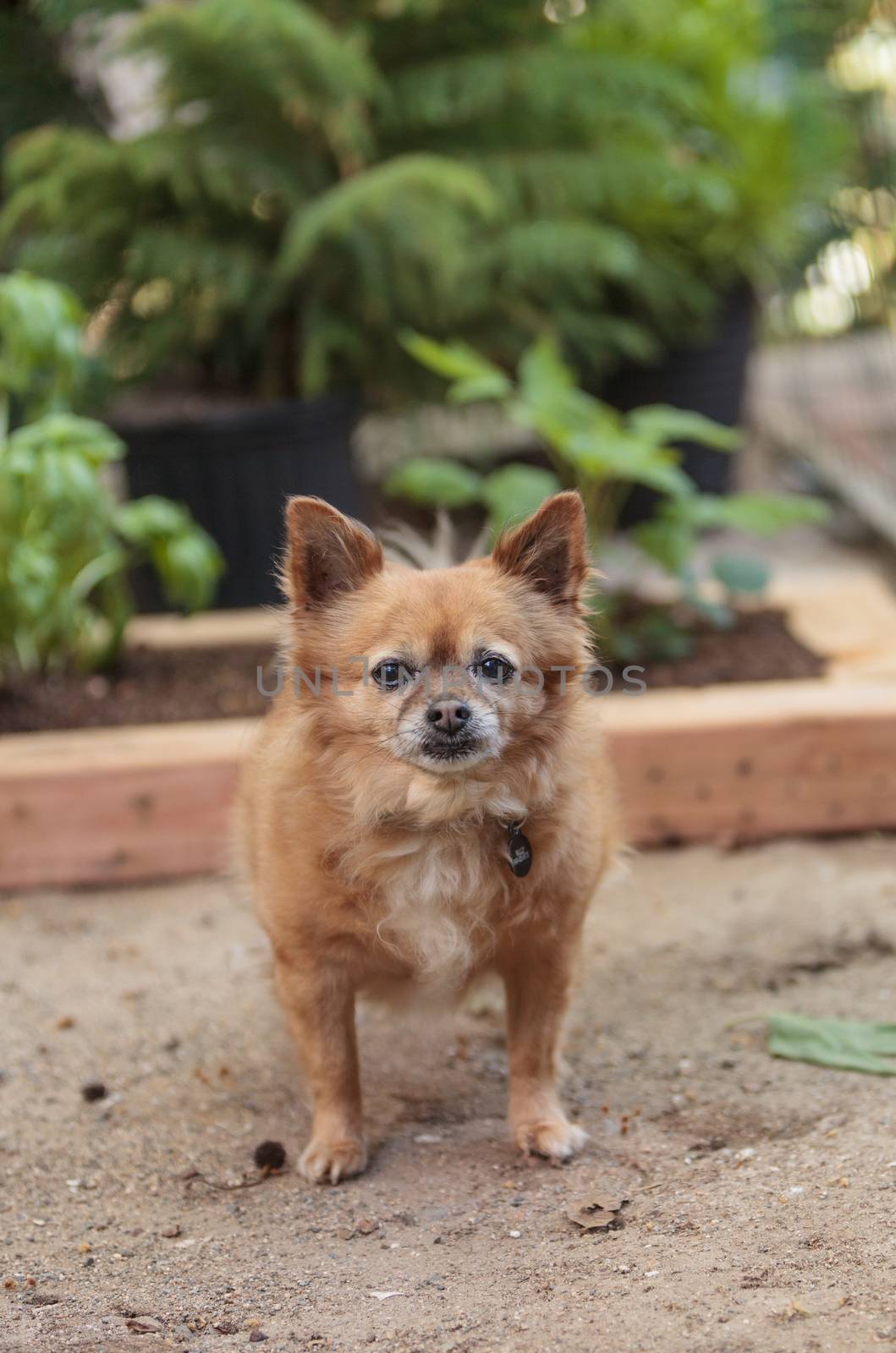 Pomeranian and Chihuahua mix dog explores the garden in Laguna Beach, California.