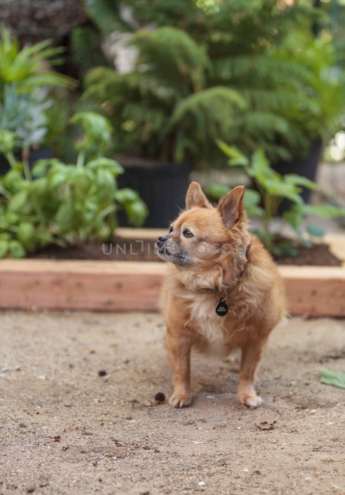 Pomeranian and Chihuahua mix dog explores the garden in Laguna Beach, California.