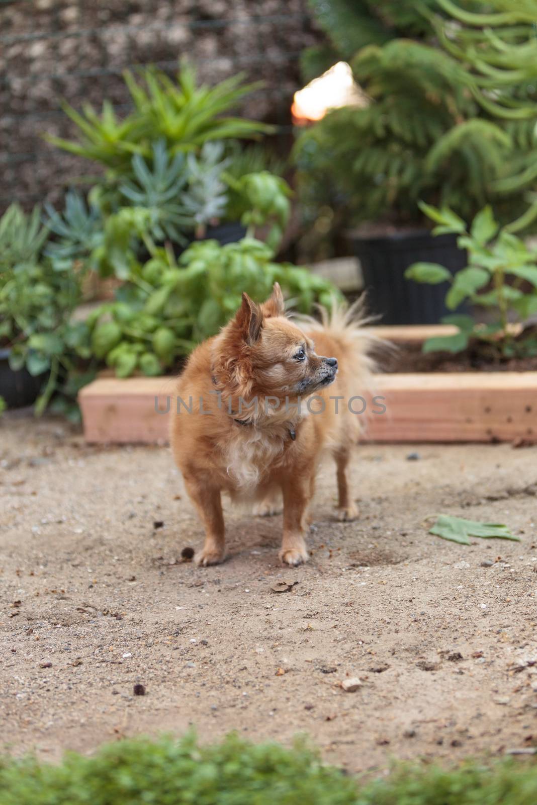 Pomeranian and Chihuahua mix dog explores the garden in Laguna Beach, California.