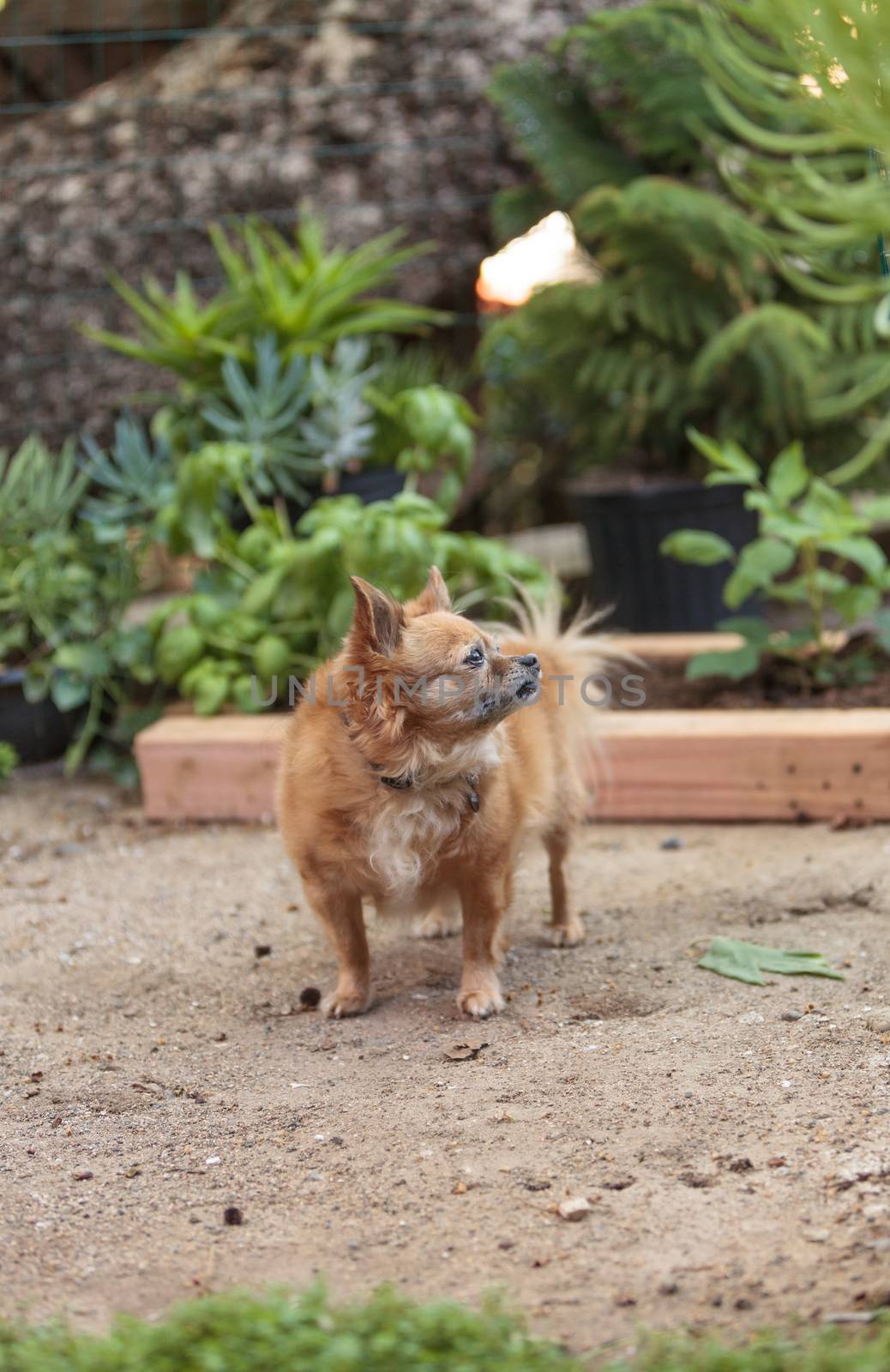 Pomeranian and Chihuahua mix dog explores the garden in Laguna Beach, California.