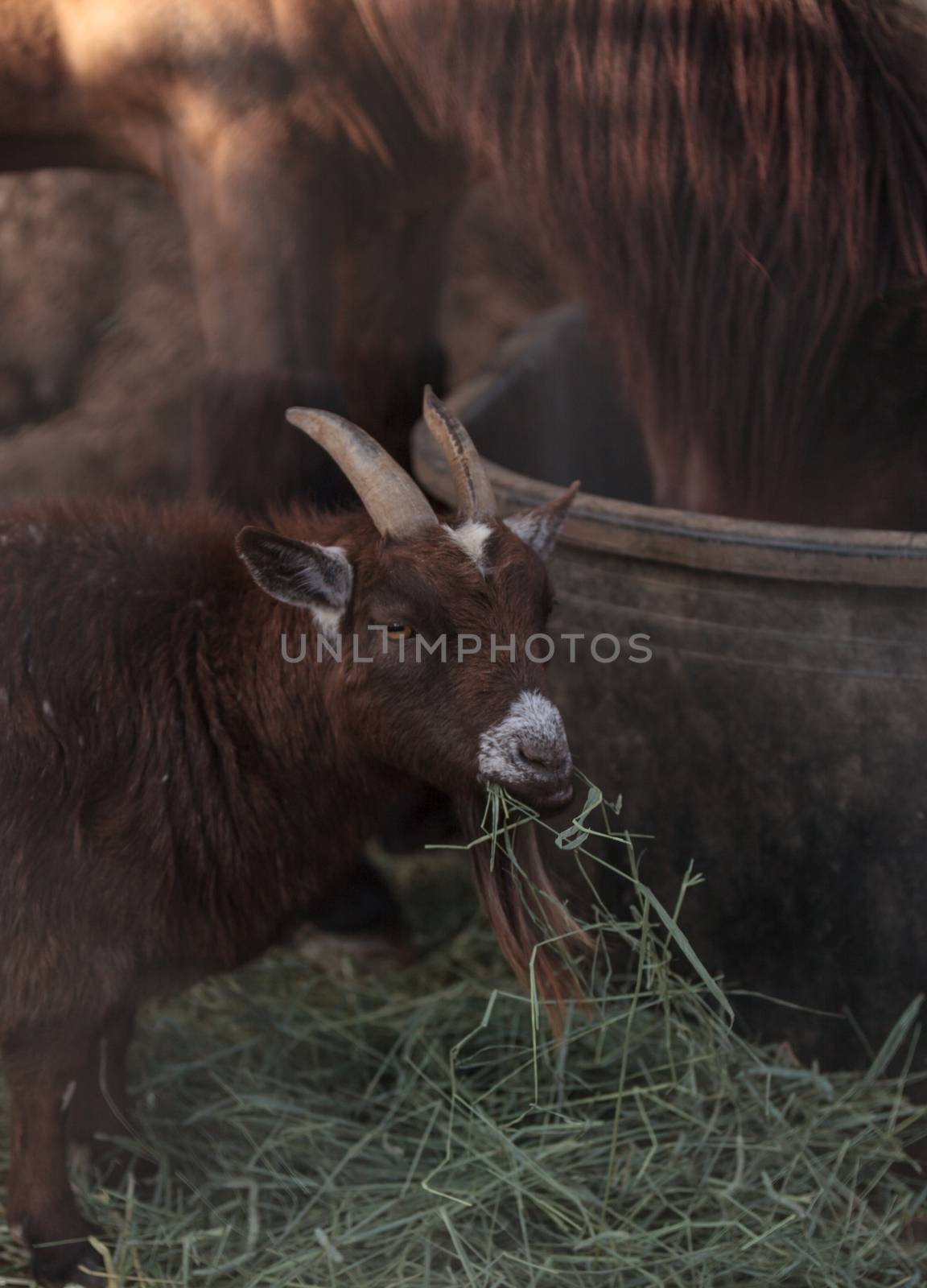 A pygmy goat eats hay next to his horse companion at a barn on a farm.