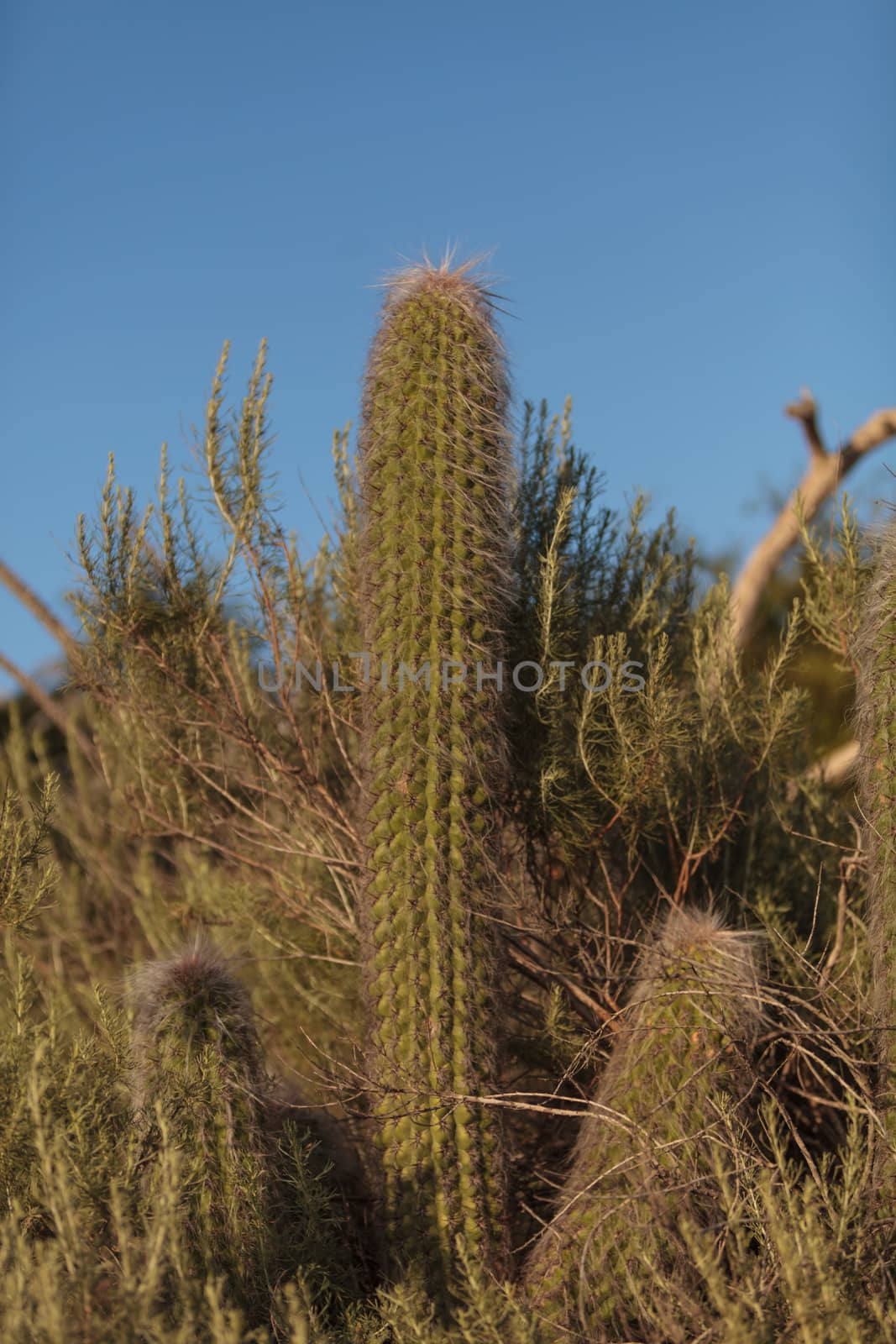 Saguaro cactus Pachycereus grows tall in the hills above a Southern California marsh.