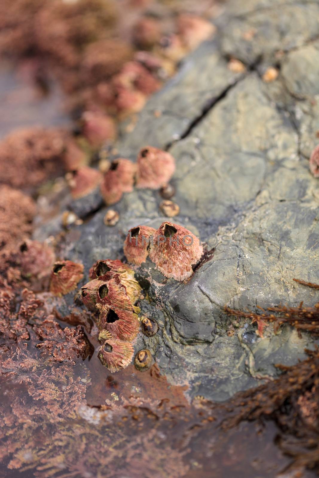 Pink barnacle Tetraclita rubescens clings to a rock in the intertidal zone of Laguna Beach, California