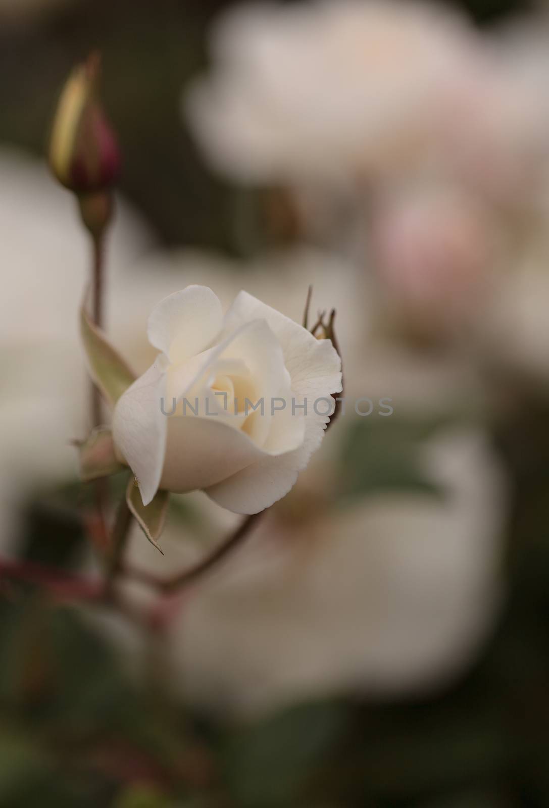 White rose on a green background in spring with a creamy bokeh in a botanical garden
