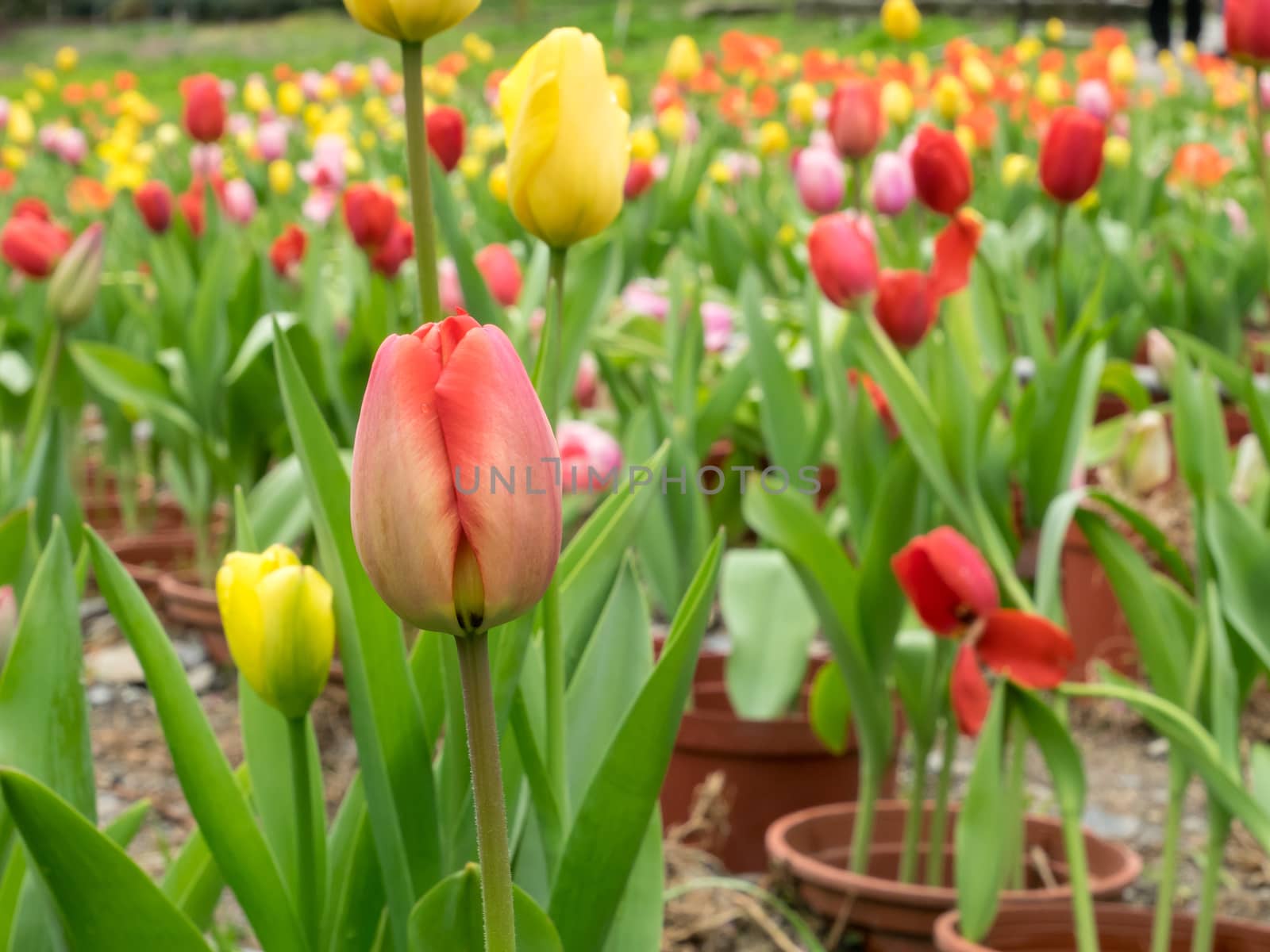 The group of beautiful red and yellow tulips flower at the garden in the morning.
