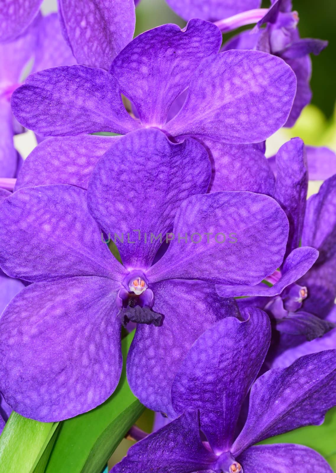 Orchid, exotic flower. by george_stevenson