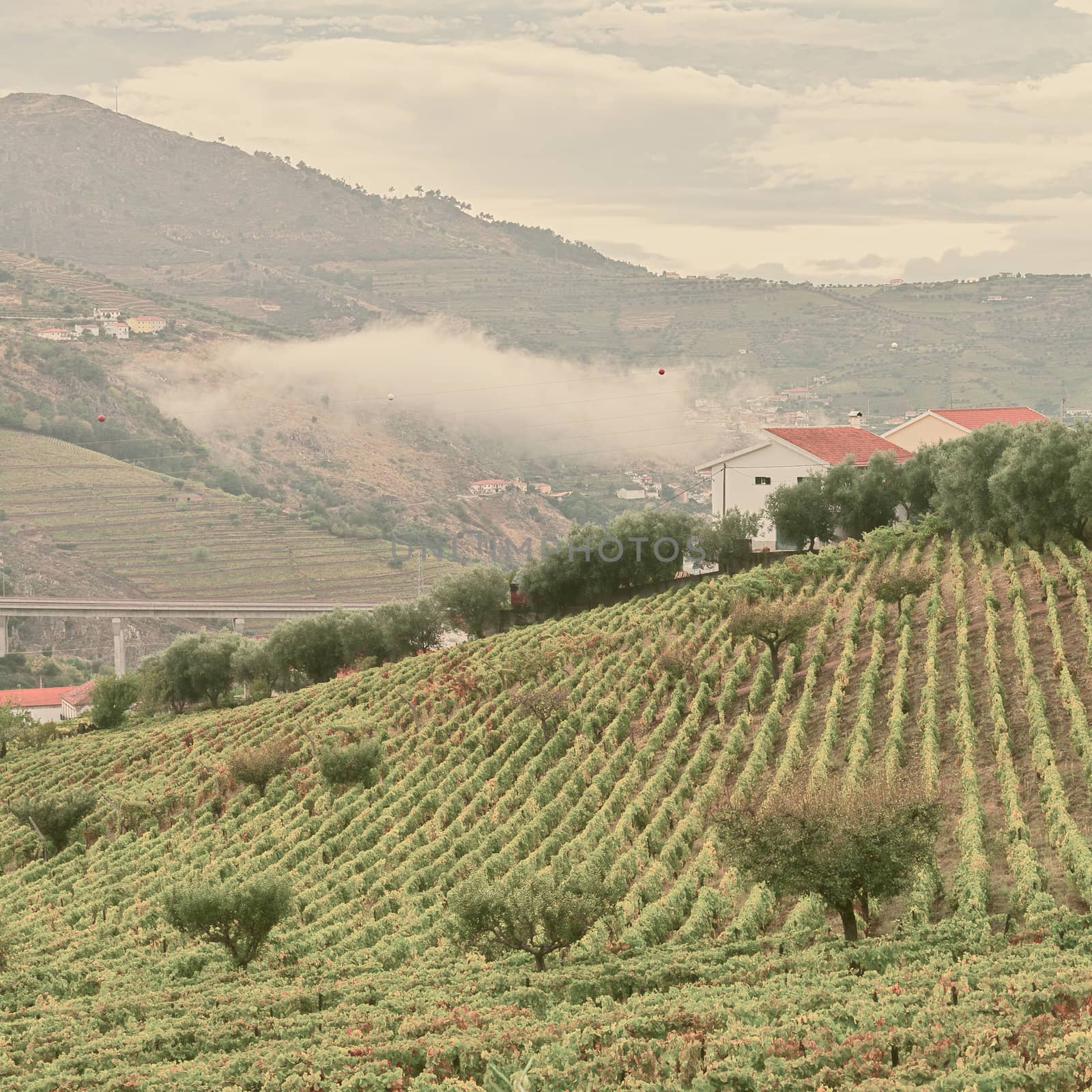Extensive Vineyards on the Hills of Portugal, Retro Image Filtered Style