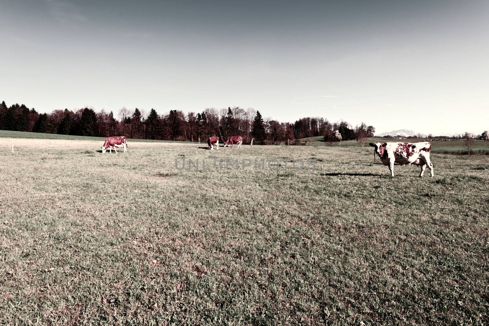 Cows Grazing on Green Pasture in Switzerland, Vintage Style Toned Picture