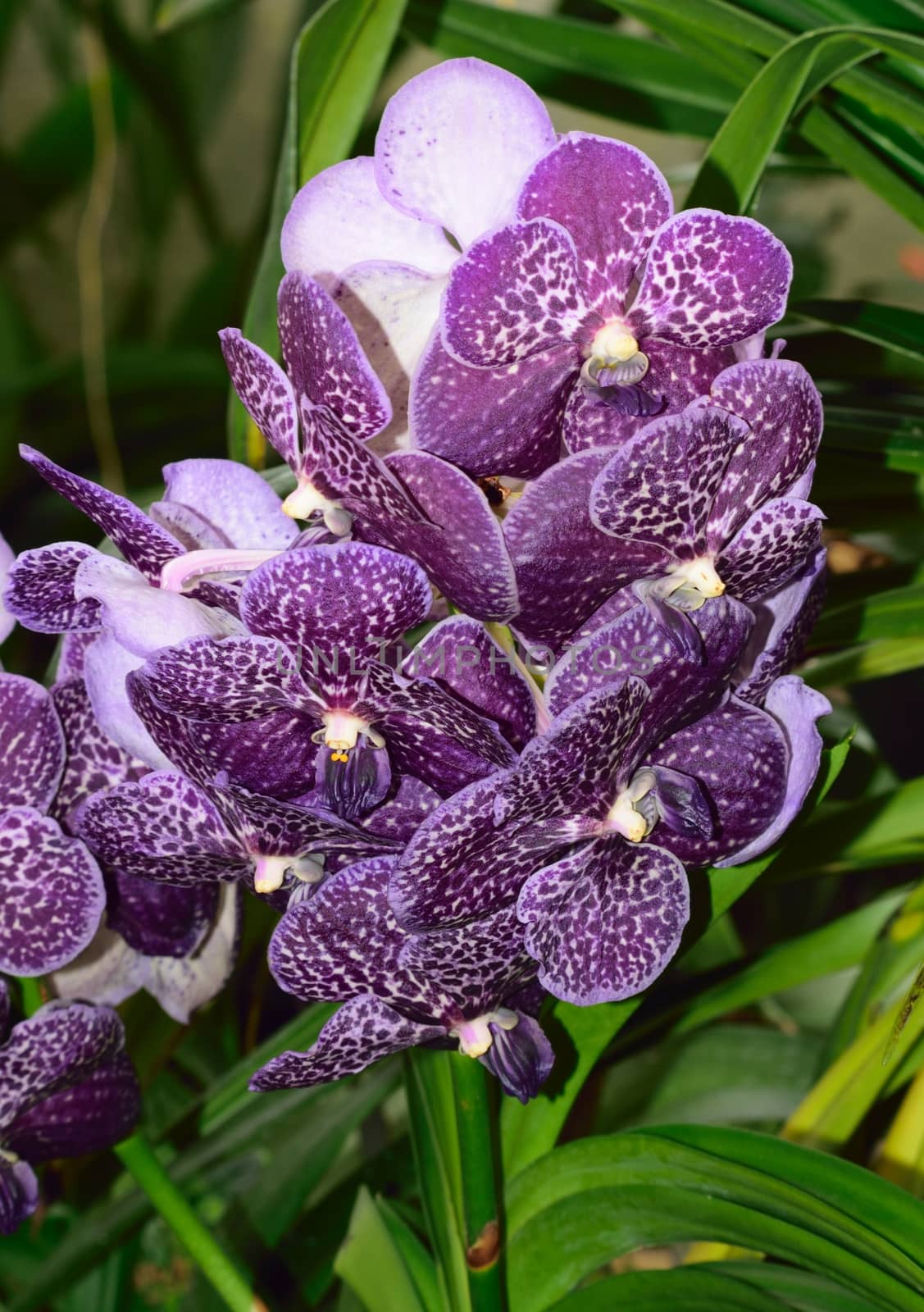 An exotic and beautiful flower from the tropics.