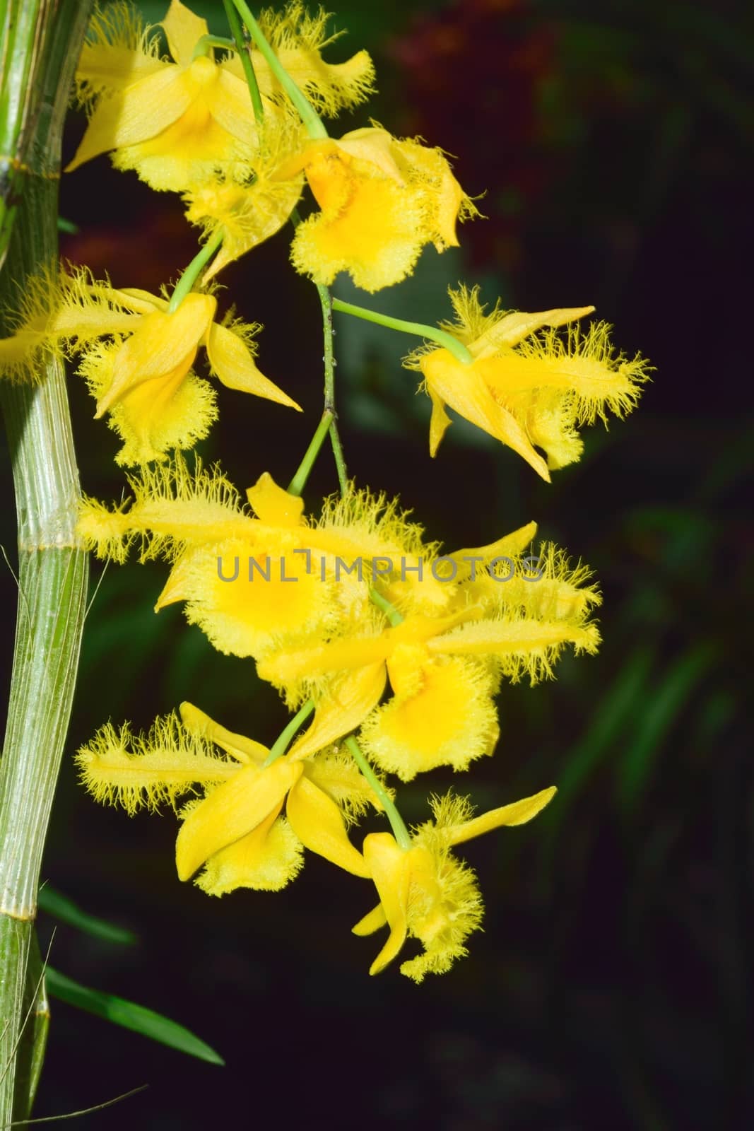 Orchid, exotic flower. by george_stevenson