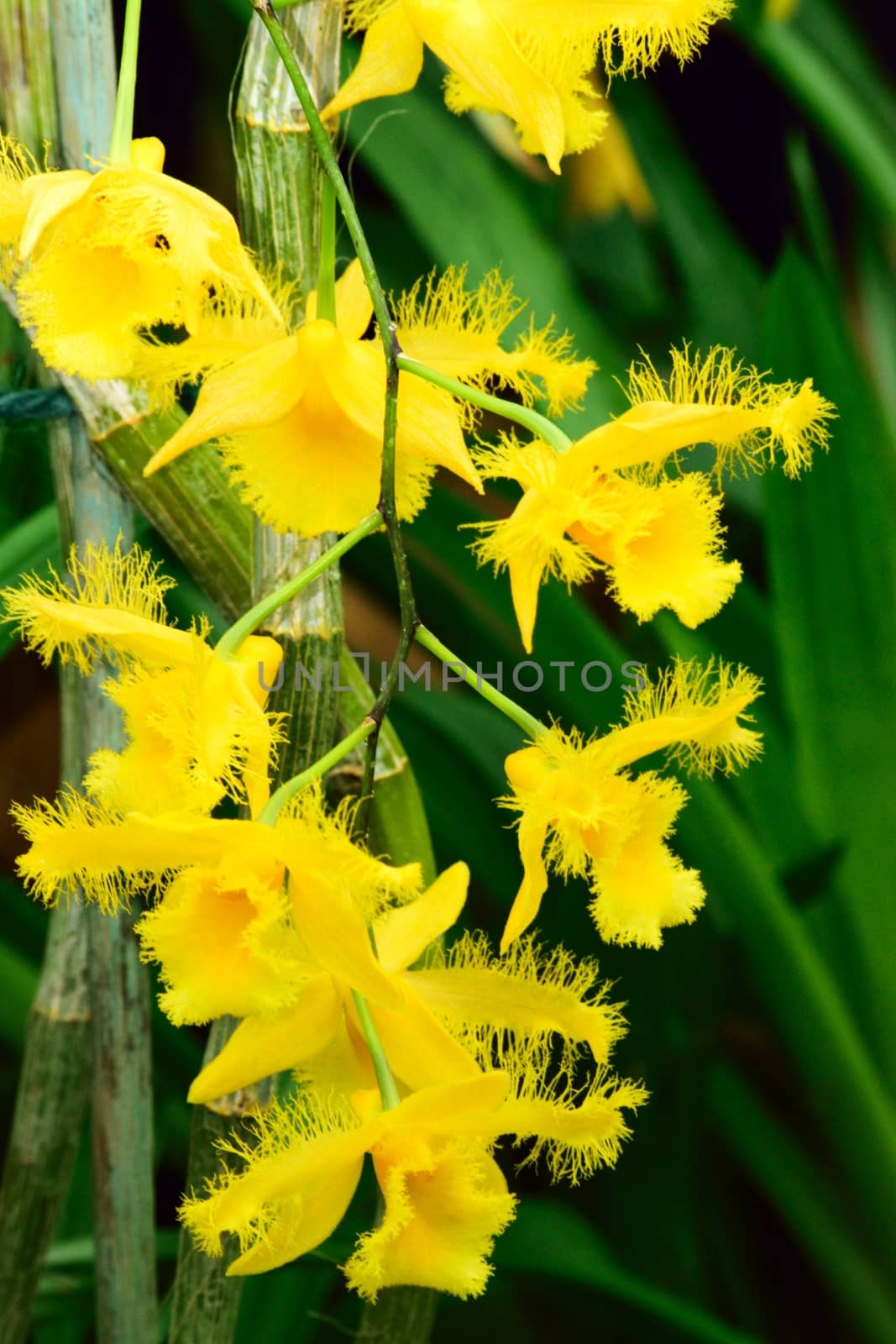 An exotic and beautiful flower from the tropics.