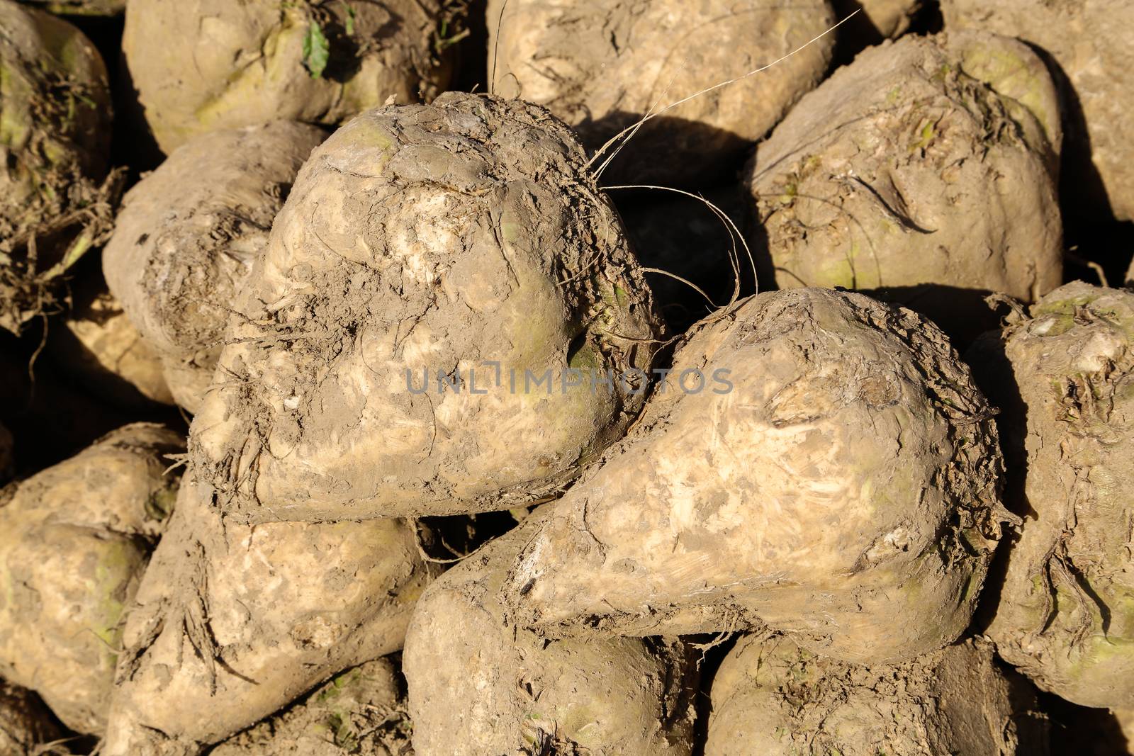 Pile of sugar beets on a field