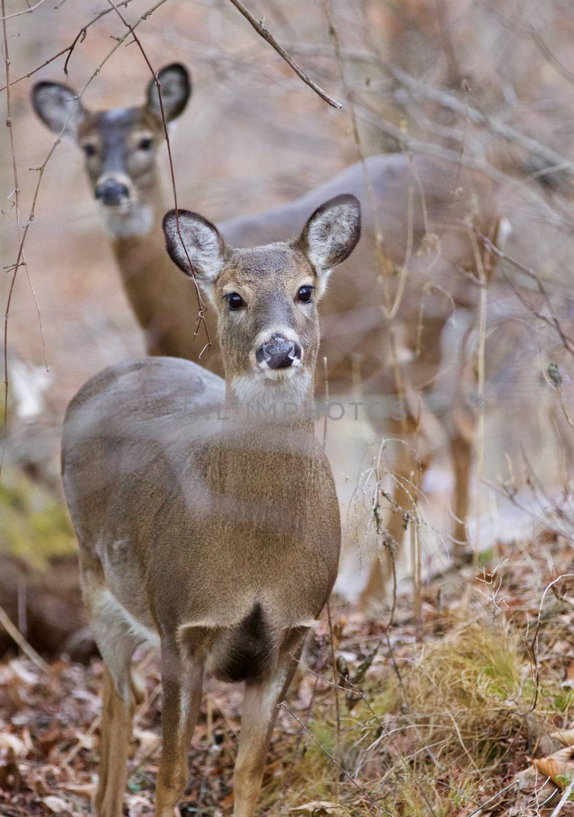 Very cute wild deer with the big black eyes
