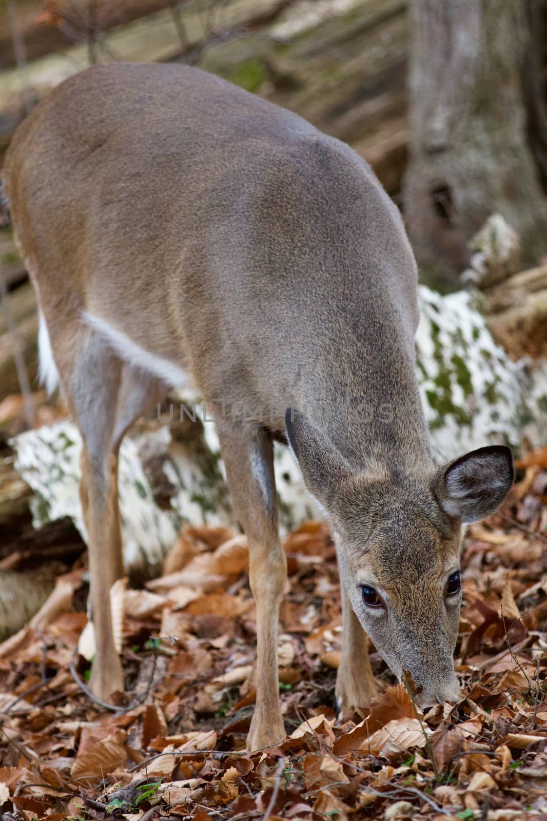 Beautiful background with the cute deer eating the leaves in the forest by teo