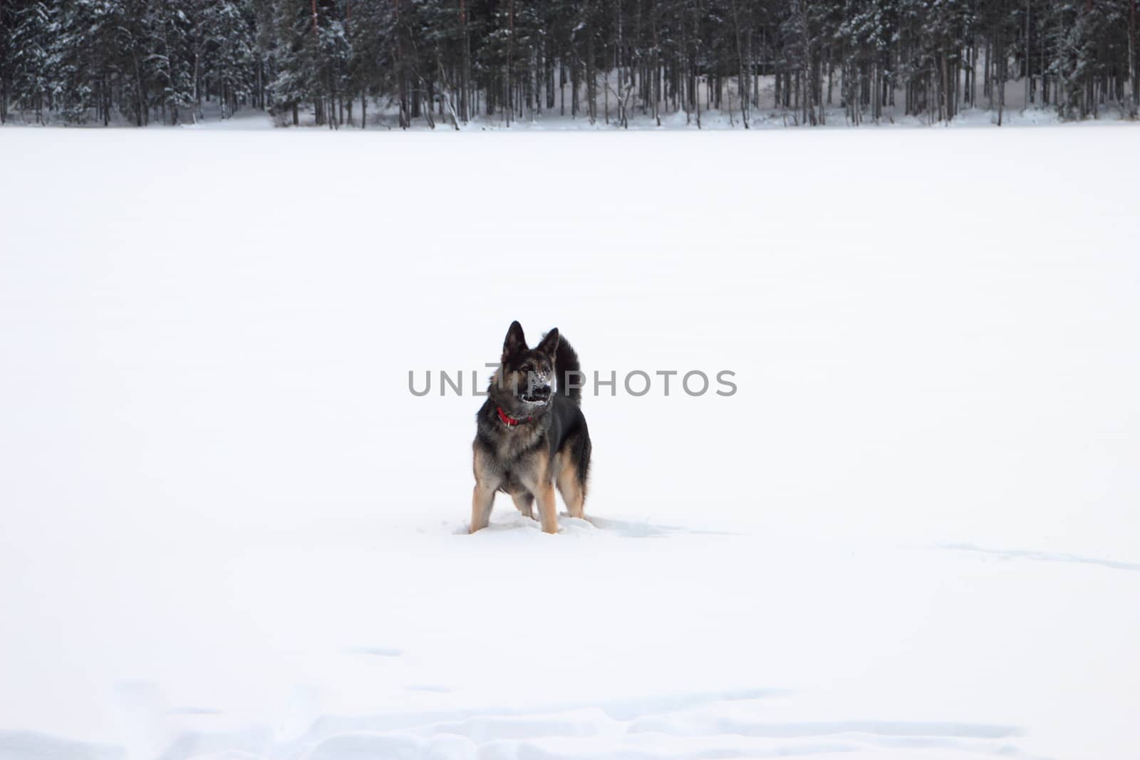 East European Shepherd in nature on a sunny day in winter