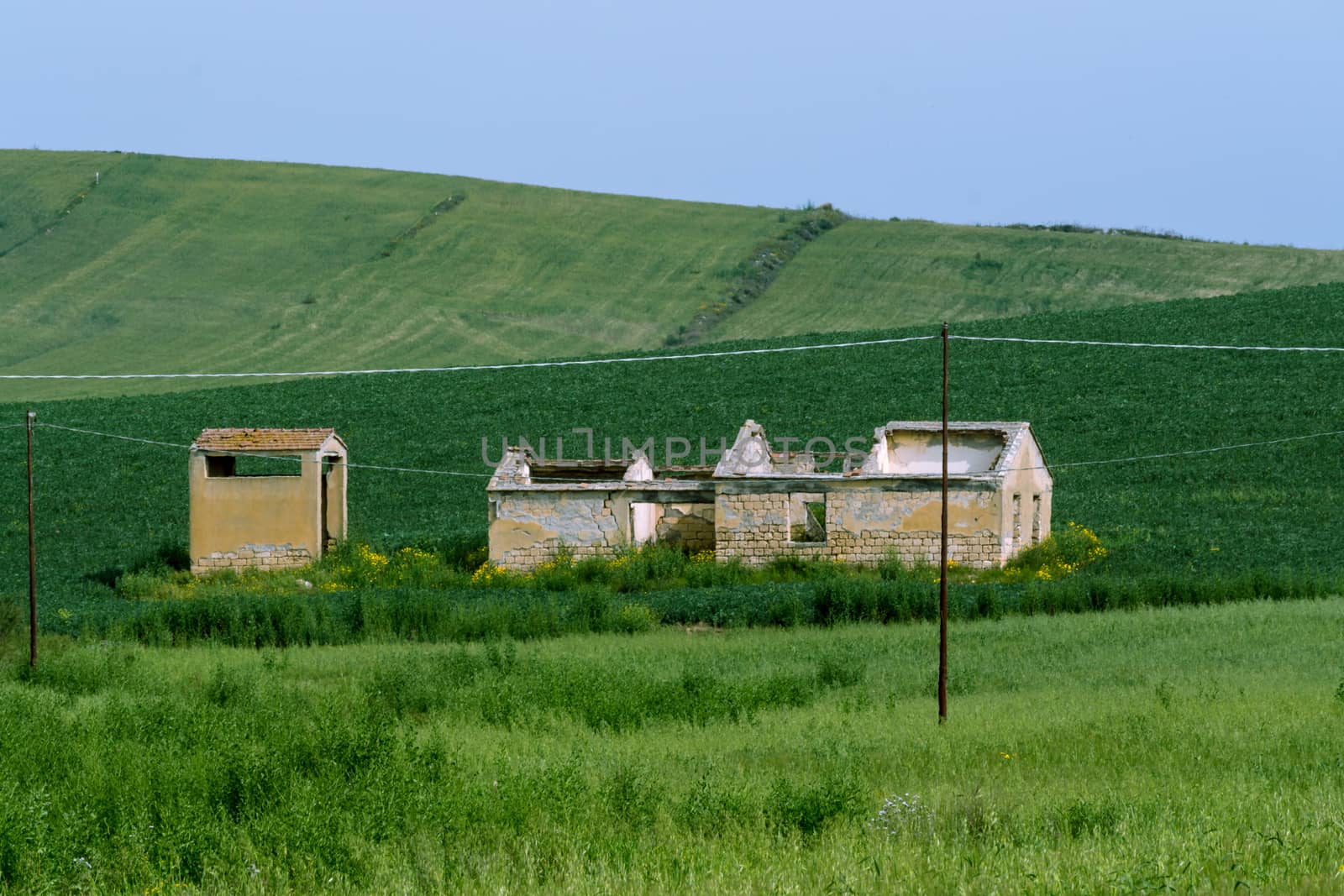 the ruined farm in the middle of wheat field