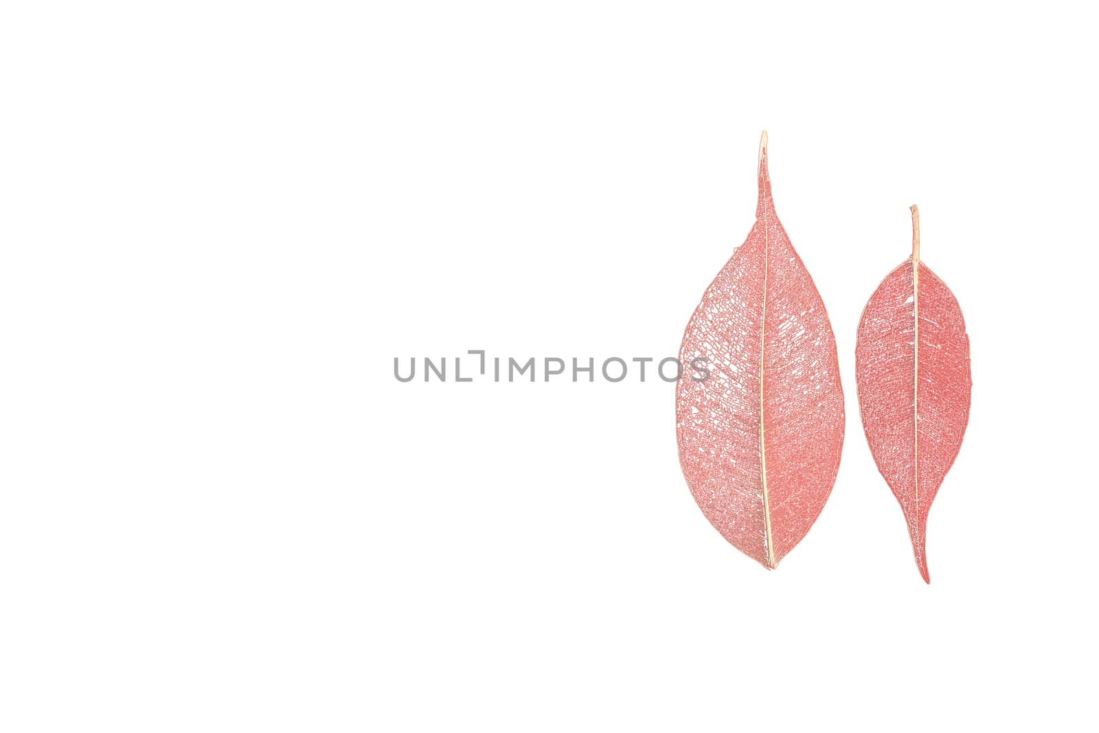 two skeletonized leaves of ficus (Ficus benjamina) on a white background.