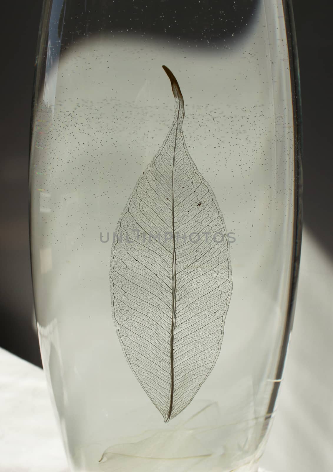 Black and white photo of skeletonized leaf of ficus (Ficus benjamina) on a glassy vase.