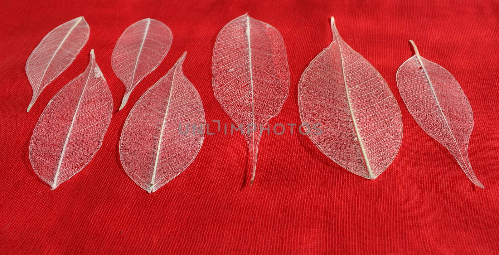 seven skeletonized leaf ficus (Ficus benjamina) on a red background.