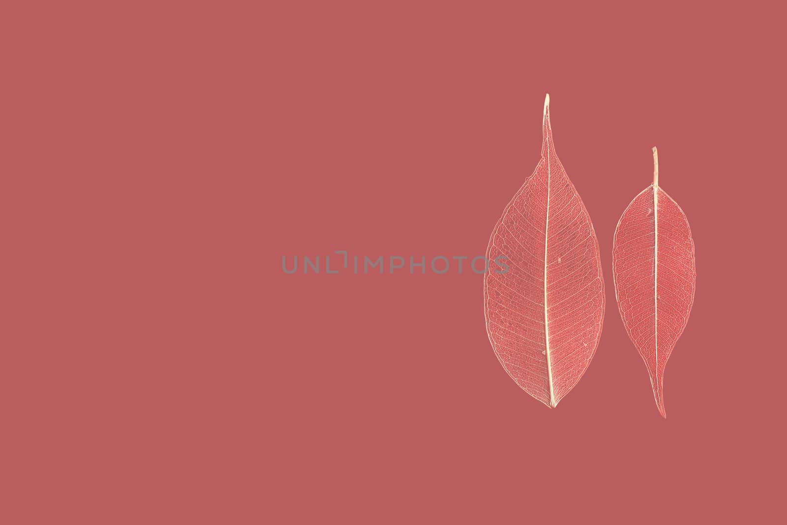 two skeletonized leaf ficus (Ficus benjamina) on a reddish background. by olga_ovchinnikova
