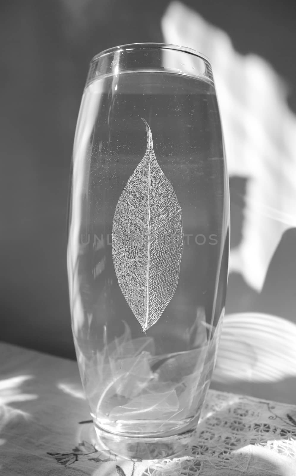Black and white photo of skeletonized leaf of ficus (Ficus benjamina) on a glassy vase.