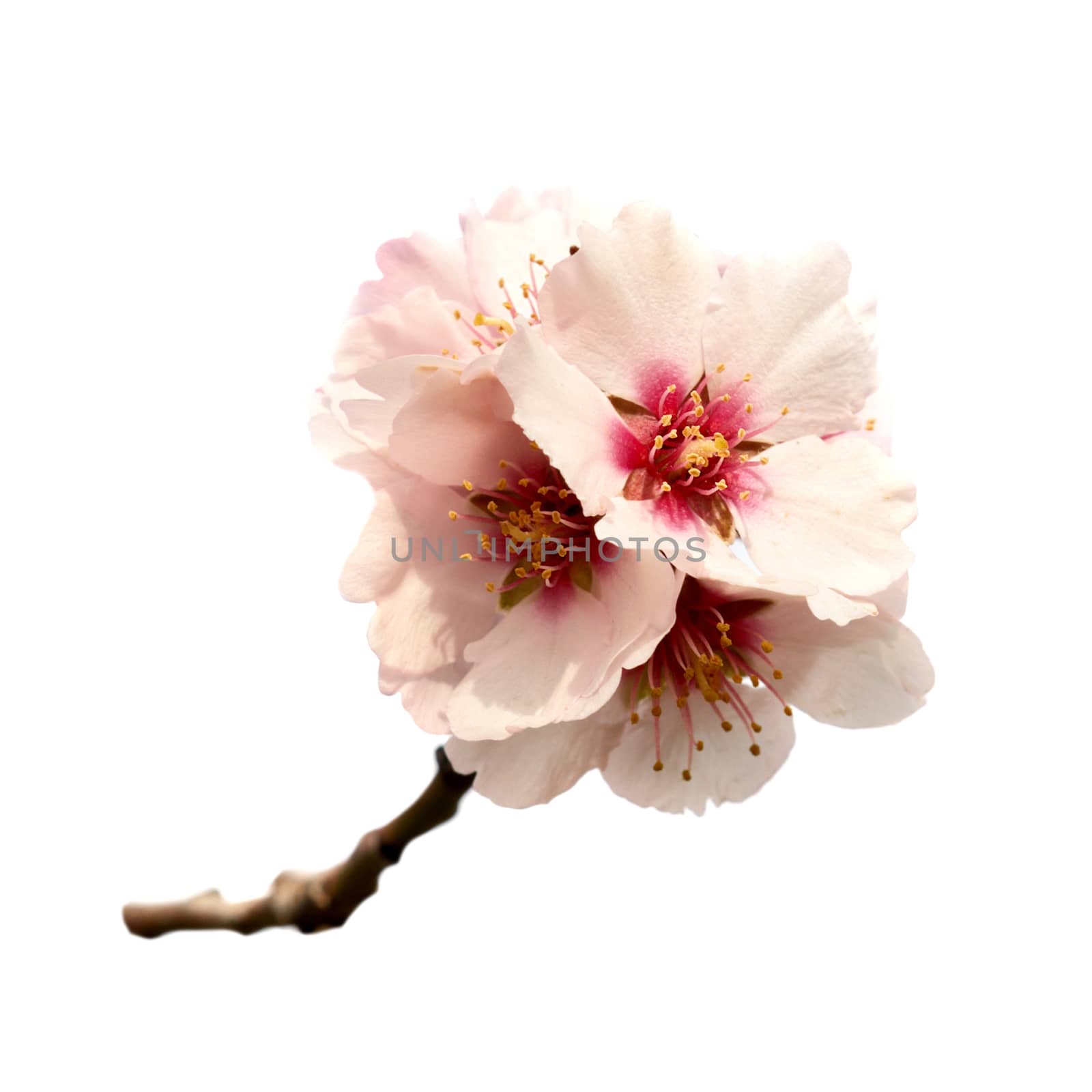 Almond tree pink flowers on branch isolated on white background